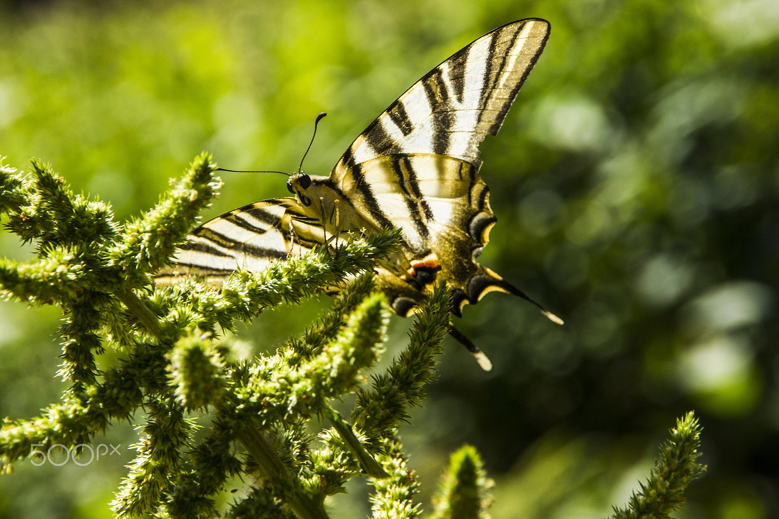 Sony Alpha DSLR-A500 sample photo. Papilio machaón: o cola de golondrina photography