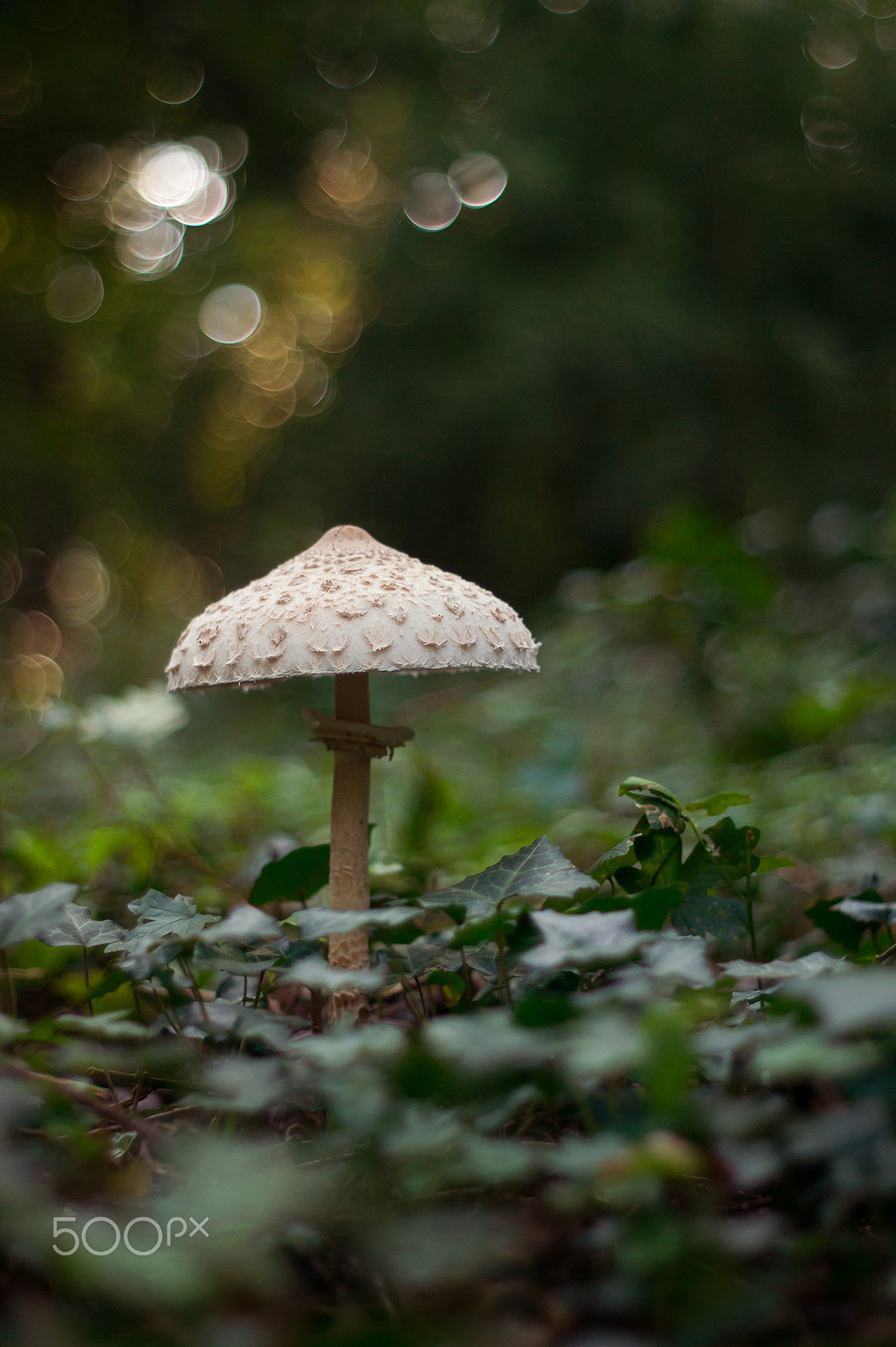 Sony Alpha DSLR-A550 + Minolta AF 50mm F1.7 New sample photo. Macrolepiota procera photography