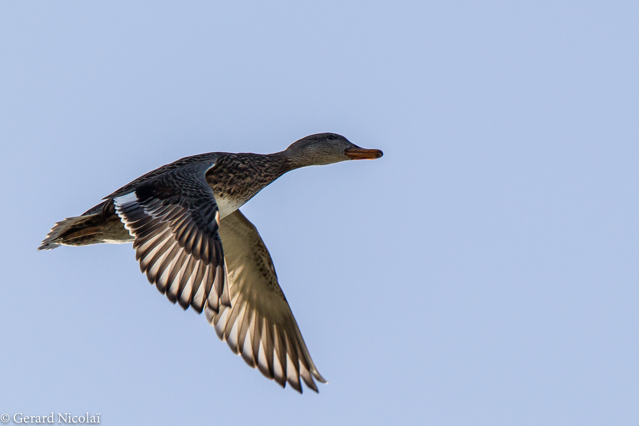 Canon EF 300mm F2.8L IS USM sample photo. Flying duck photography