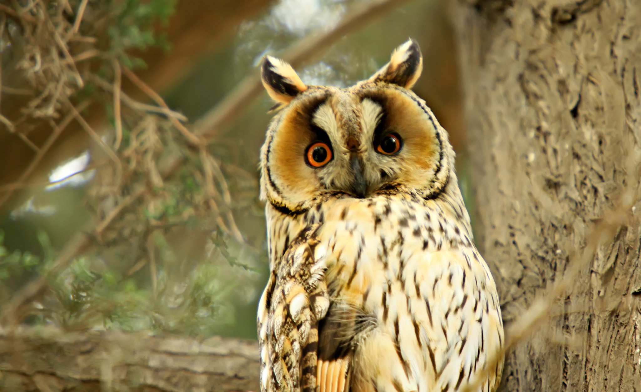 Canon EOS 50D + Sigma 50-500mm f/4-6.3 APO HSM EX sample photo. The owl photography