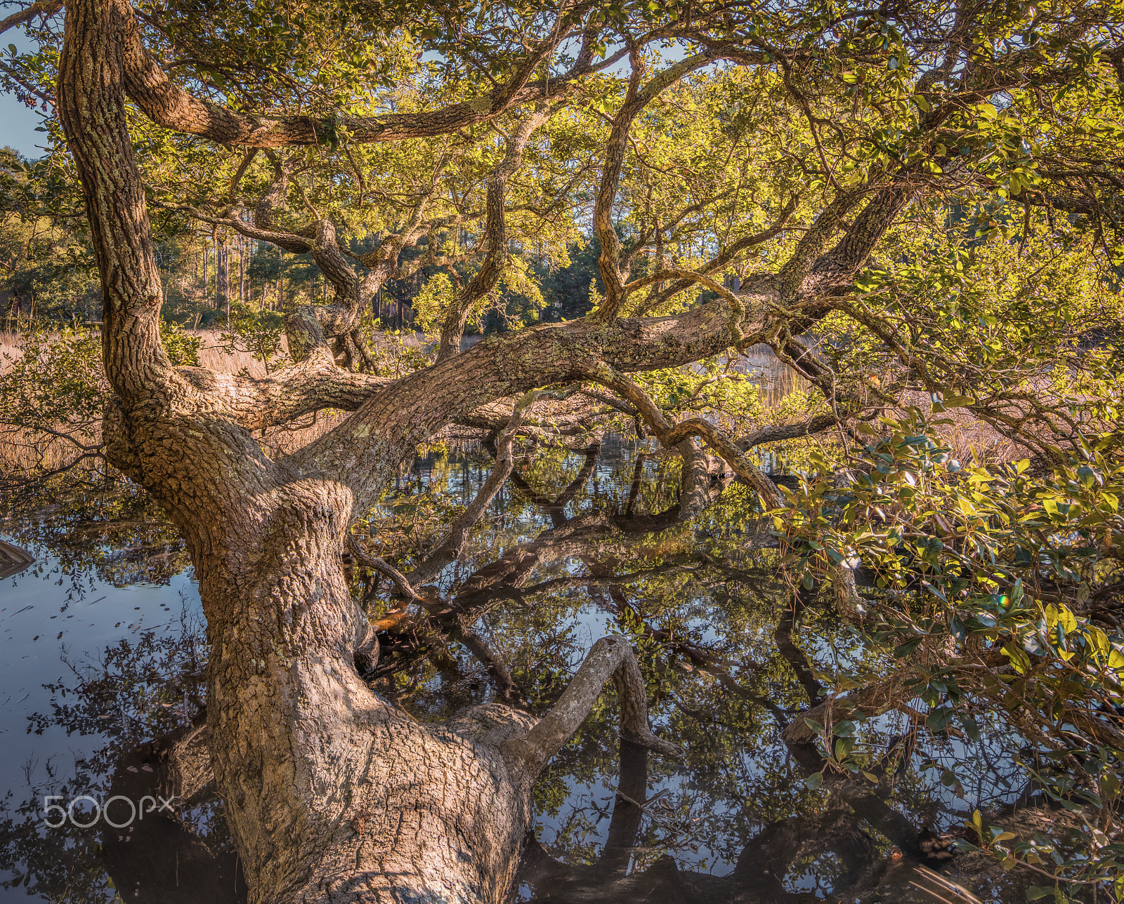 Canon TS-E 17mm F4L Tilt-Shift sample photo. Oakinmarsh photography