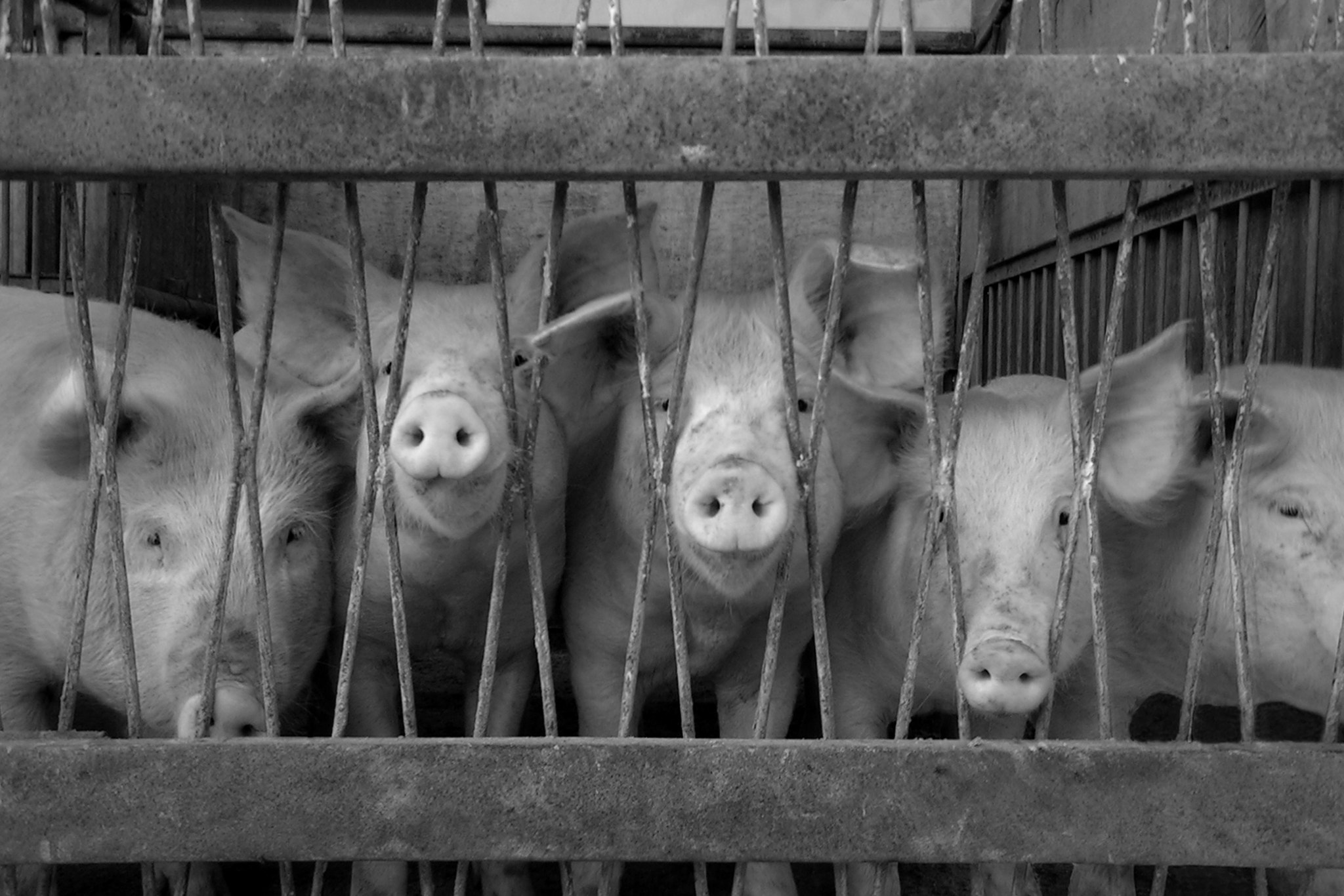 KONICA MINOLTA DiMAGE Z1 sample photo. Five locked pigs photography