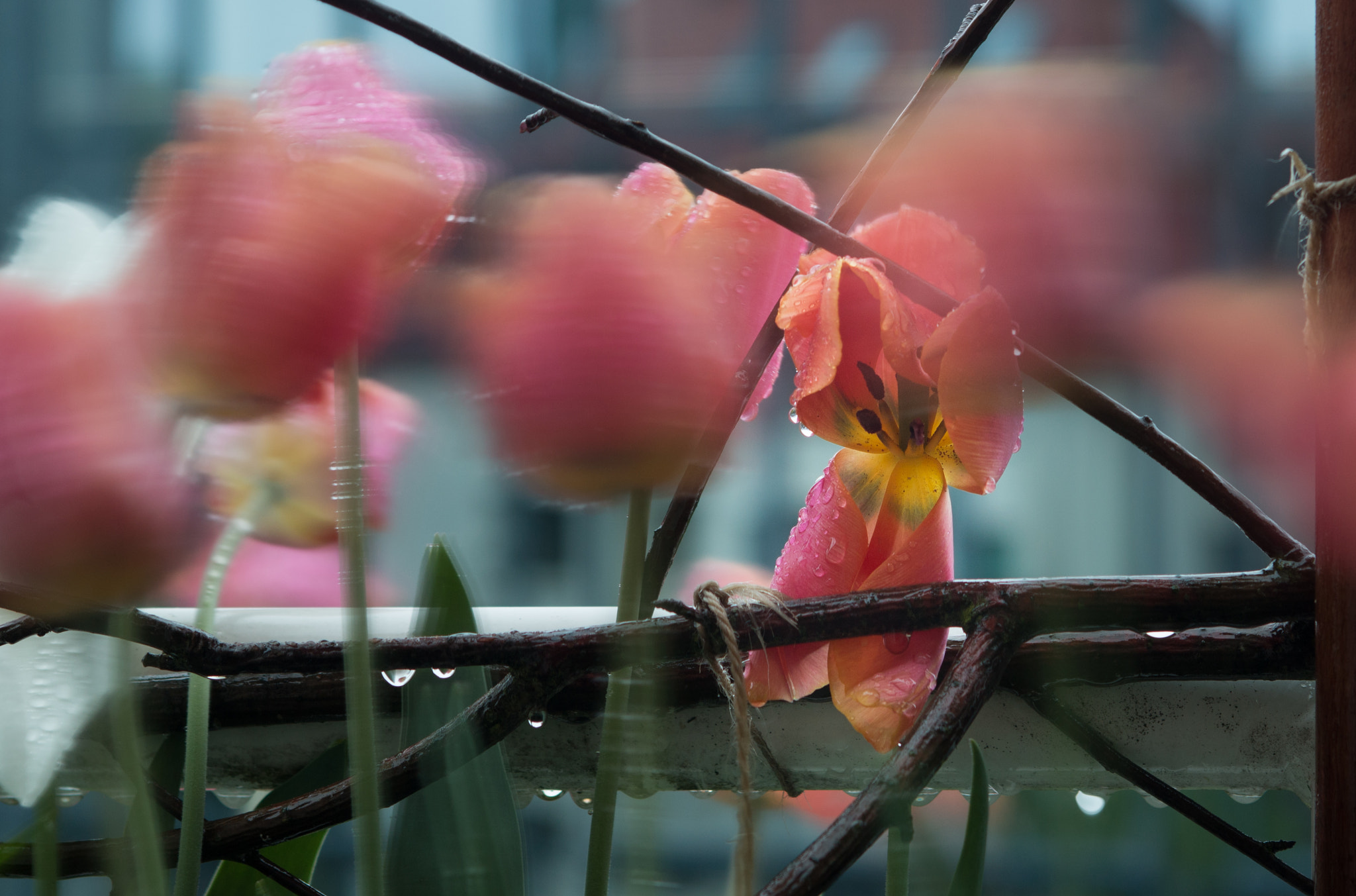 EF28-70mm f/2.8L USM sample photo. Flowers in the wind photography