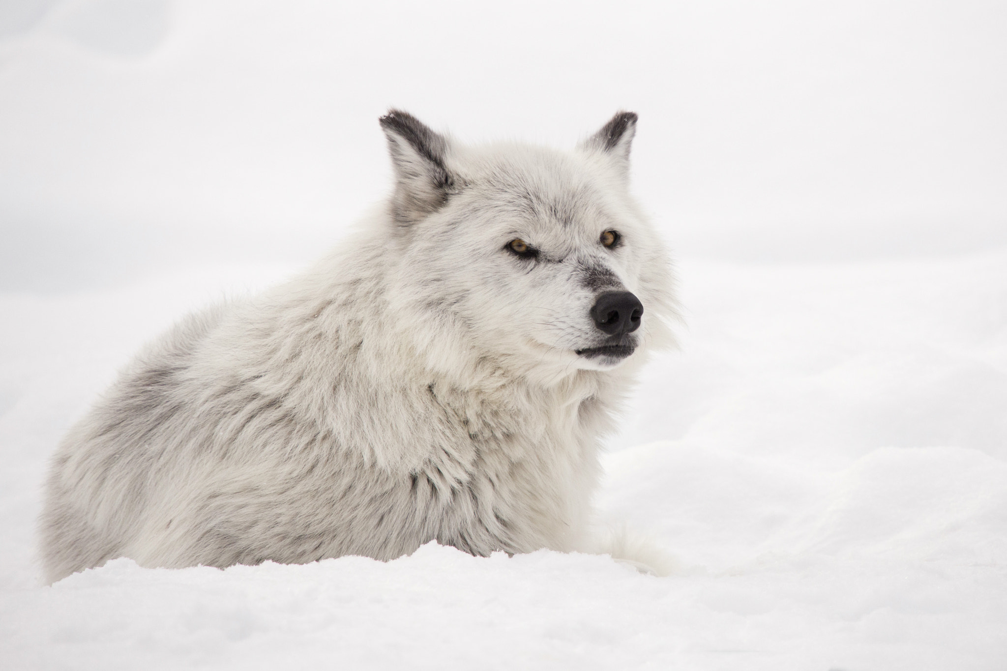 Canon EOS 6D + Sigma 50-500mm f/4-6.3 APO HSM EX sample photo. Winter wolf photography