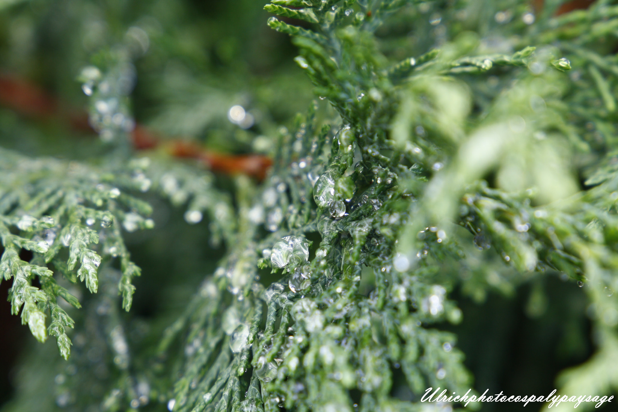 Canon EF 24-105mm F3.5-5.6 IS STM sample photo. Goutte d'eau photography