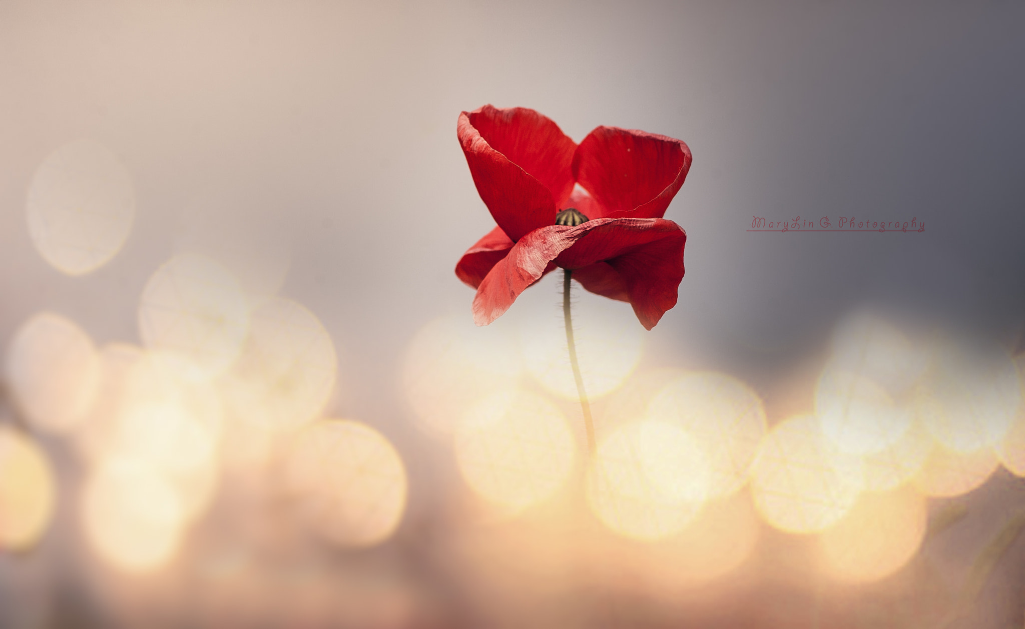 Canon EF 300mm f/2.8L sample photo. Poppy !! photography