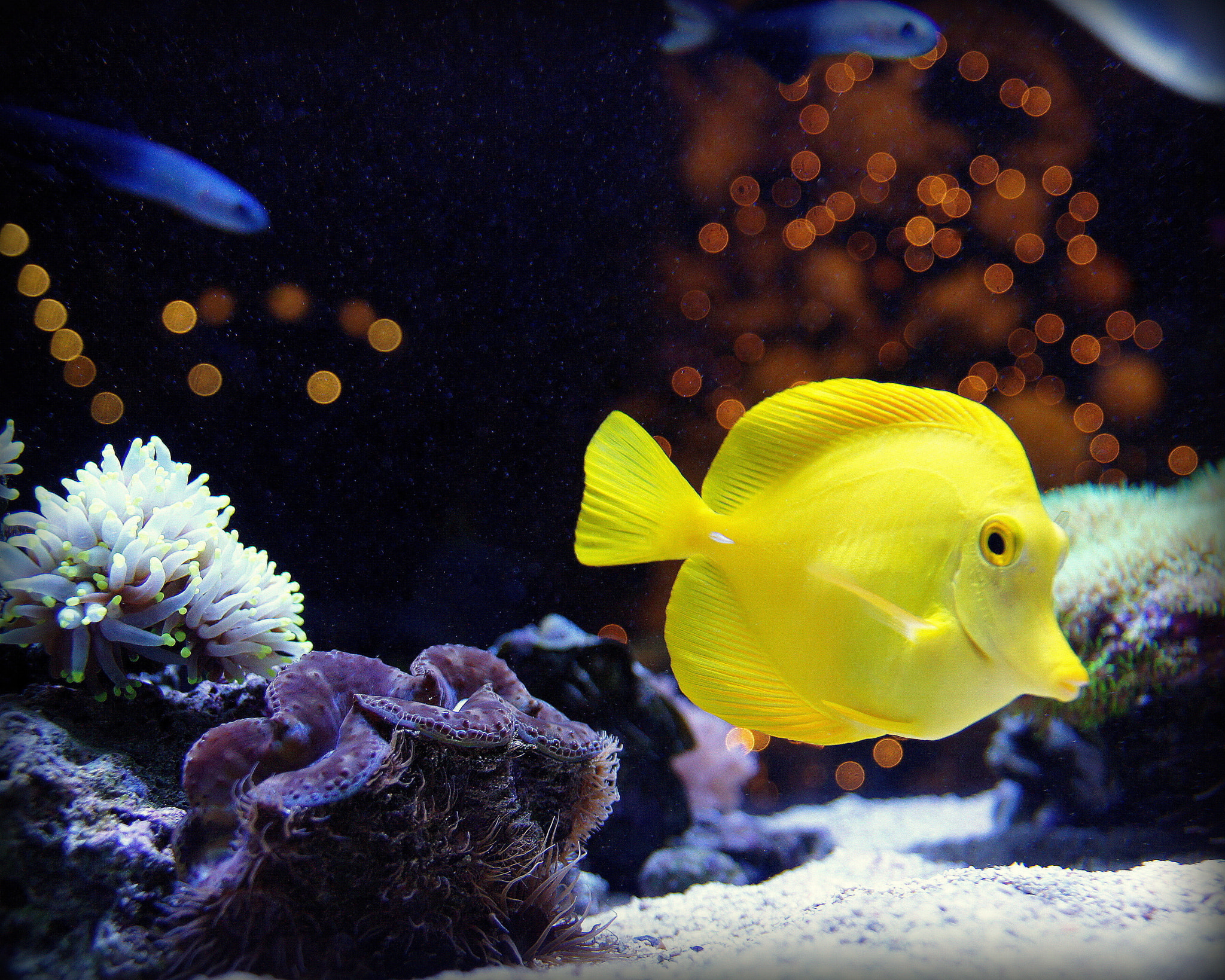 Sony Alpha DSLR-A550 + Sigma 17-70mm F2.8-4.5 (D) sample photo. Yellow tang photography