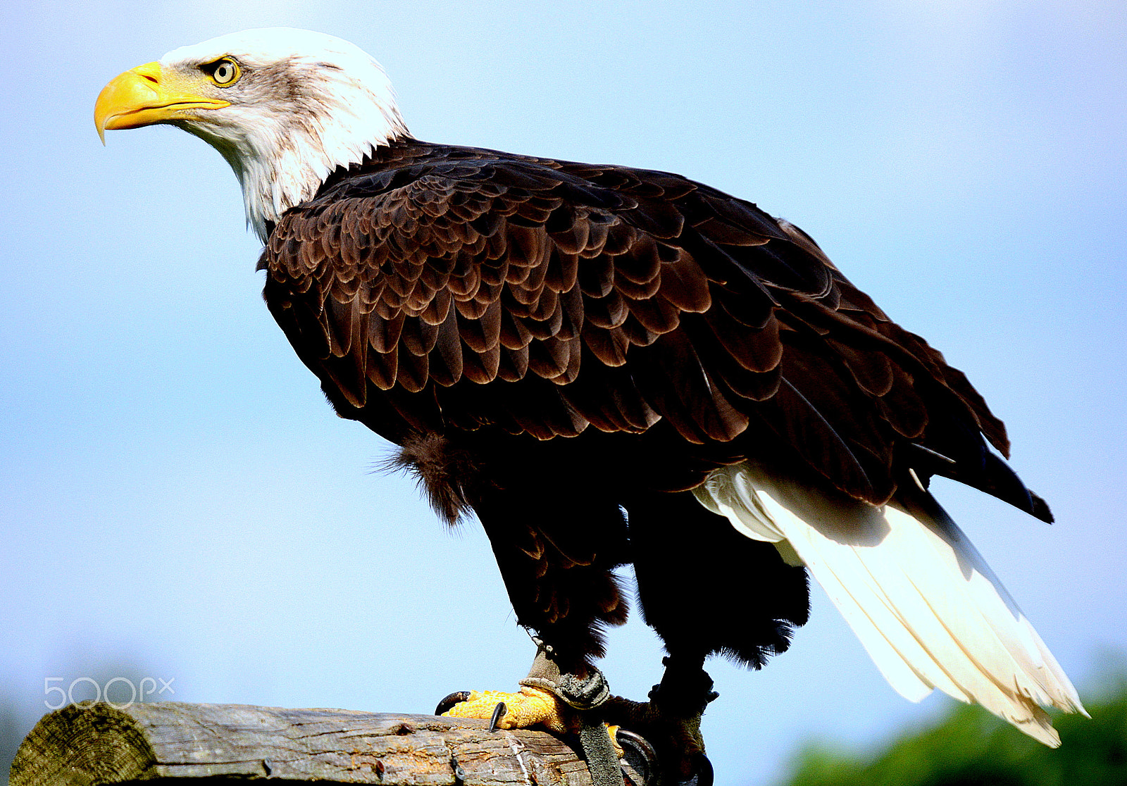 Sigma 50-500mm F4-6.3 EX APO RF HSM sample photo. Eagles dare photography