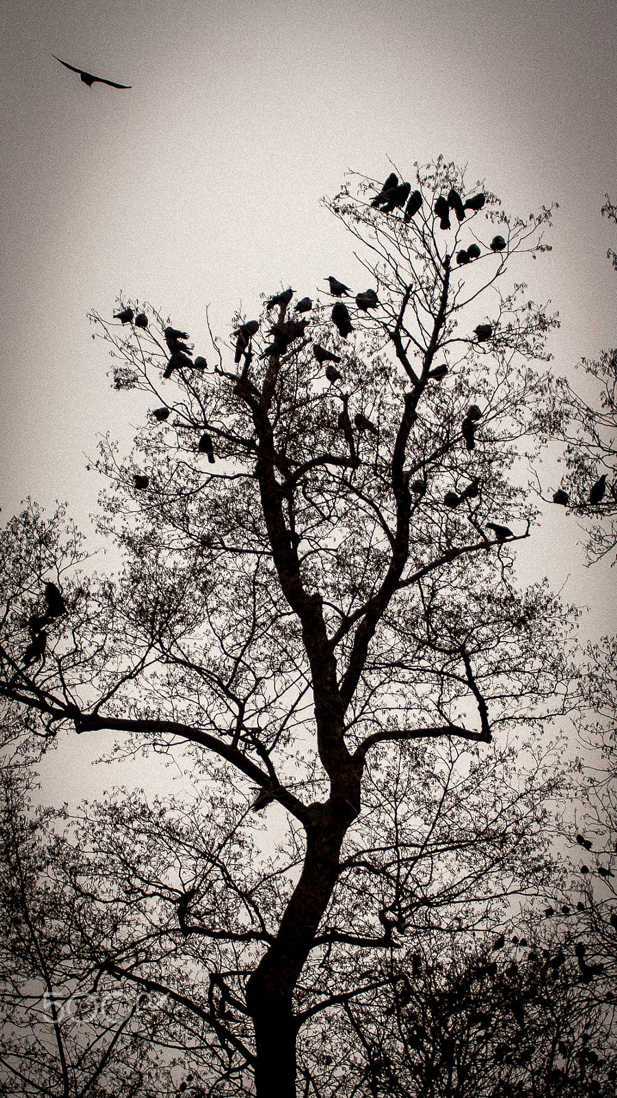 Canon EF 70-200mm F2.8L USM sample photo. Birds photography