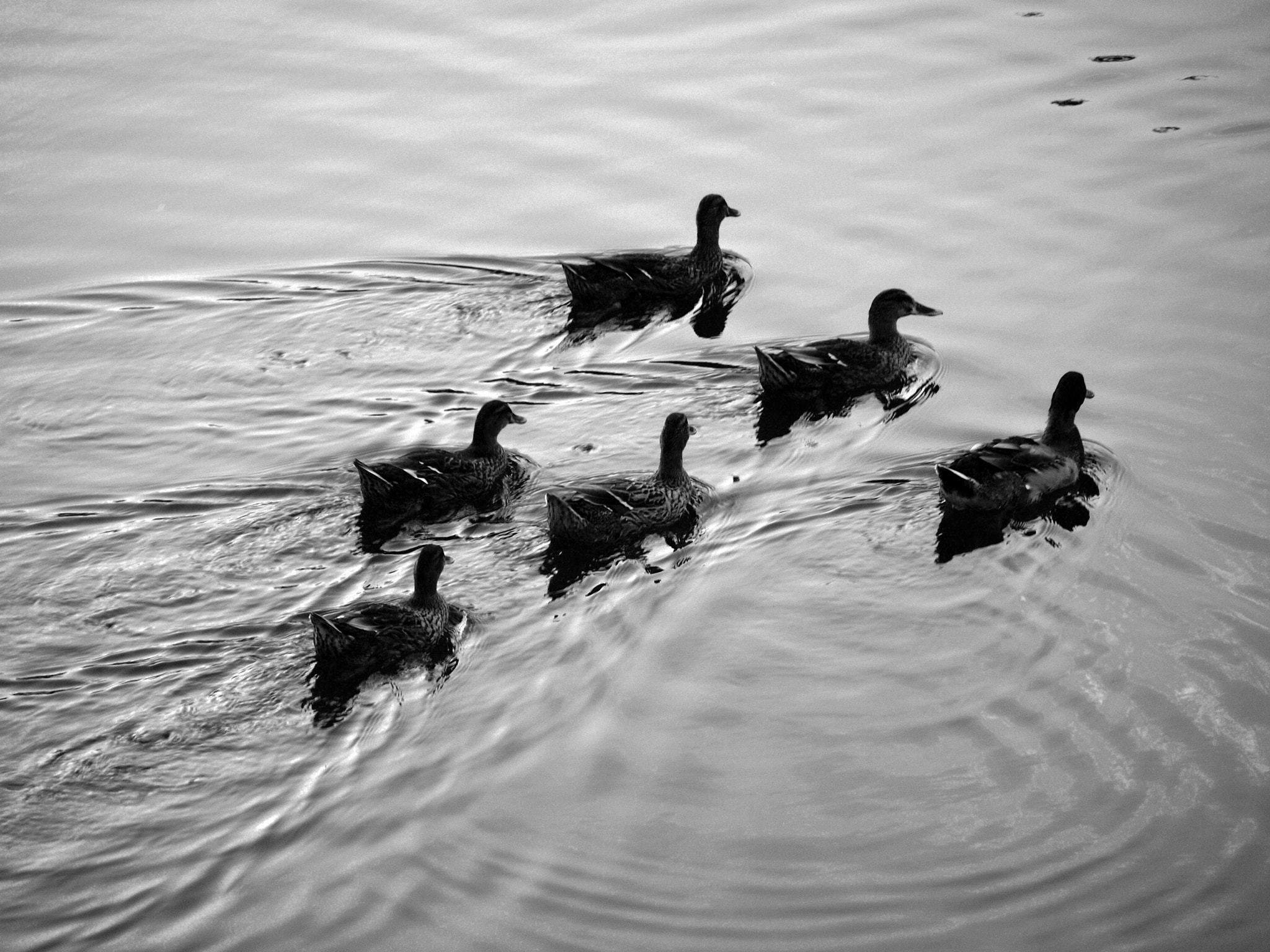 Olympus Zuiko Digital ED 40-150mm F4.0-5.6 sample photo. Swimming photography