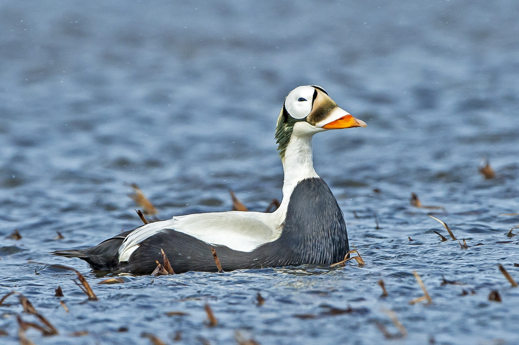 Nikon D3 + Nikon AF-S Nikkor 500mm F4G ED VR sample photo. Spectacled eider photography
