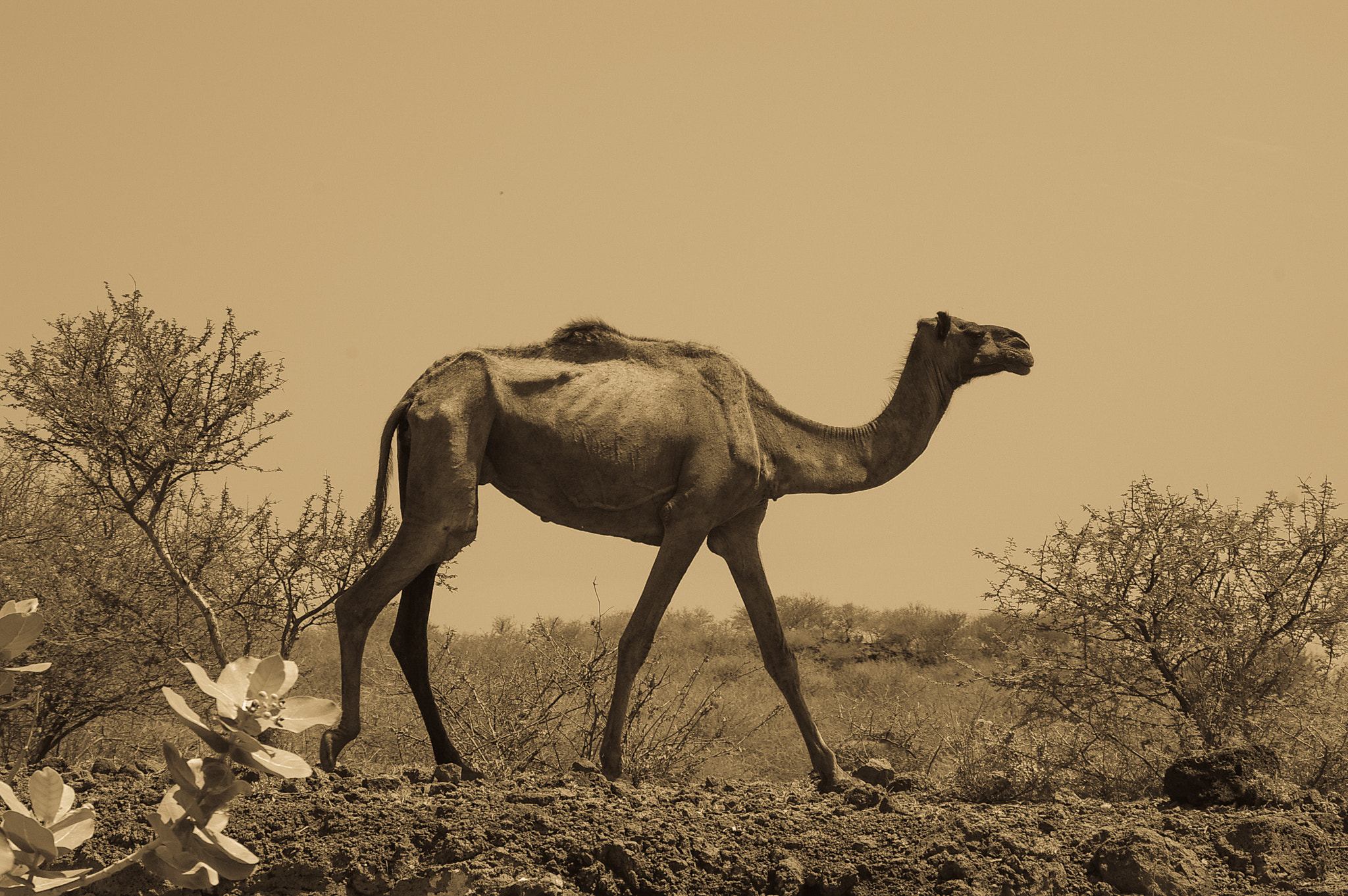 Pentax K100D sample photo. Camello photography