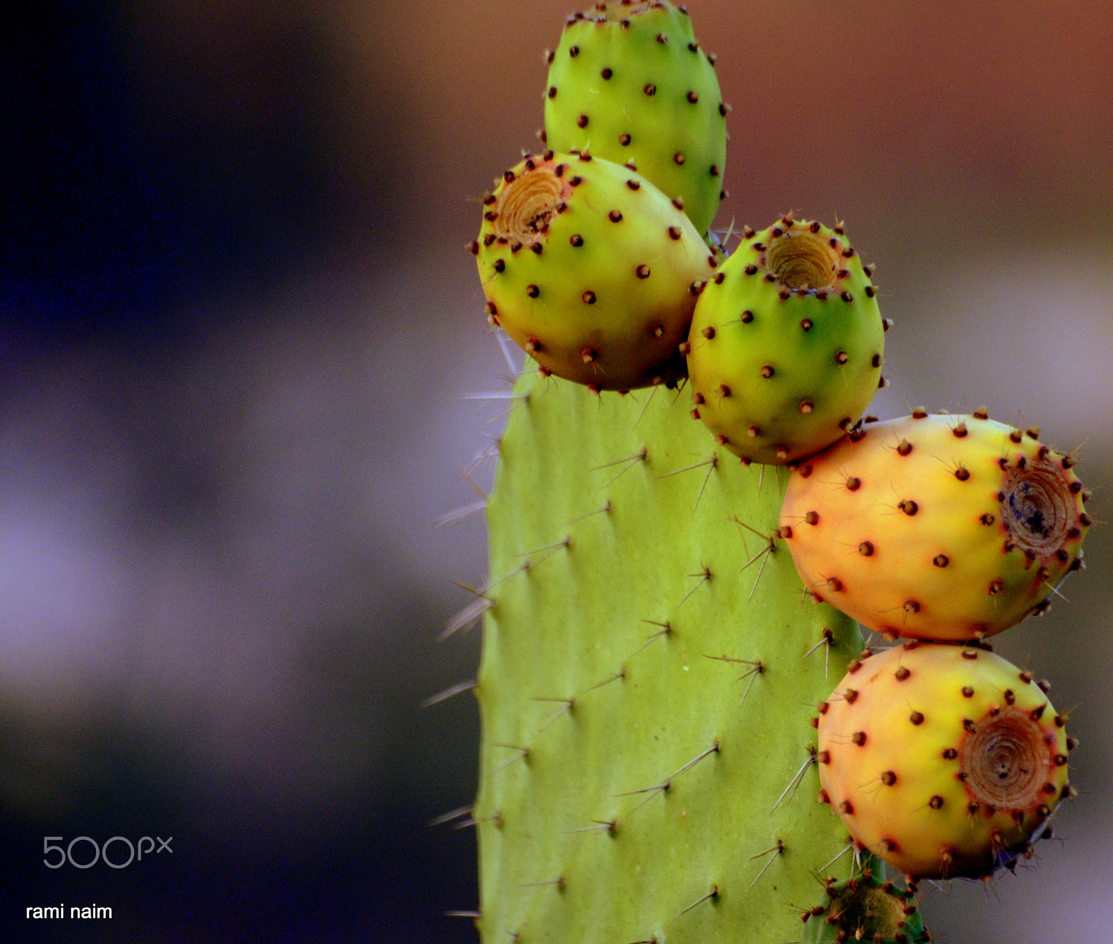 Sigma 70-300mm F4-5.6 APO Macro Super II sample photo. Food photography