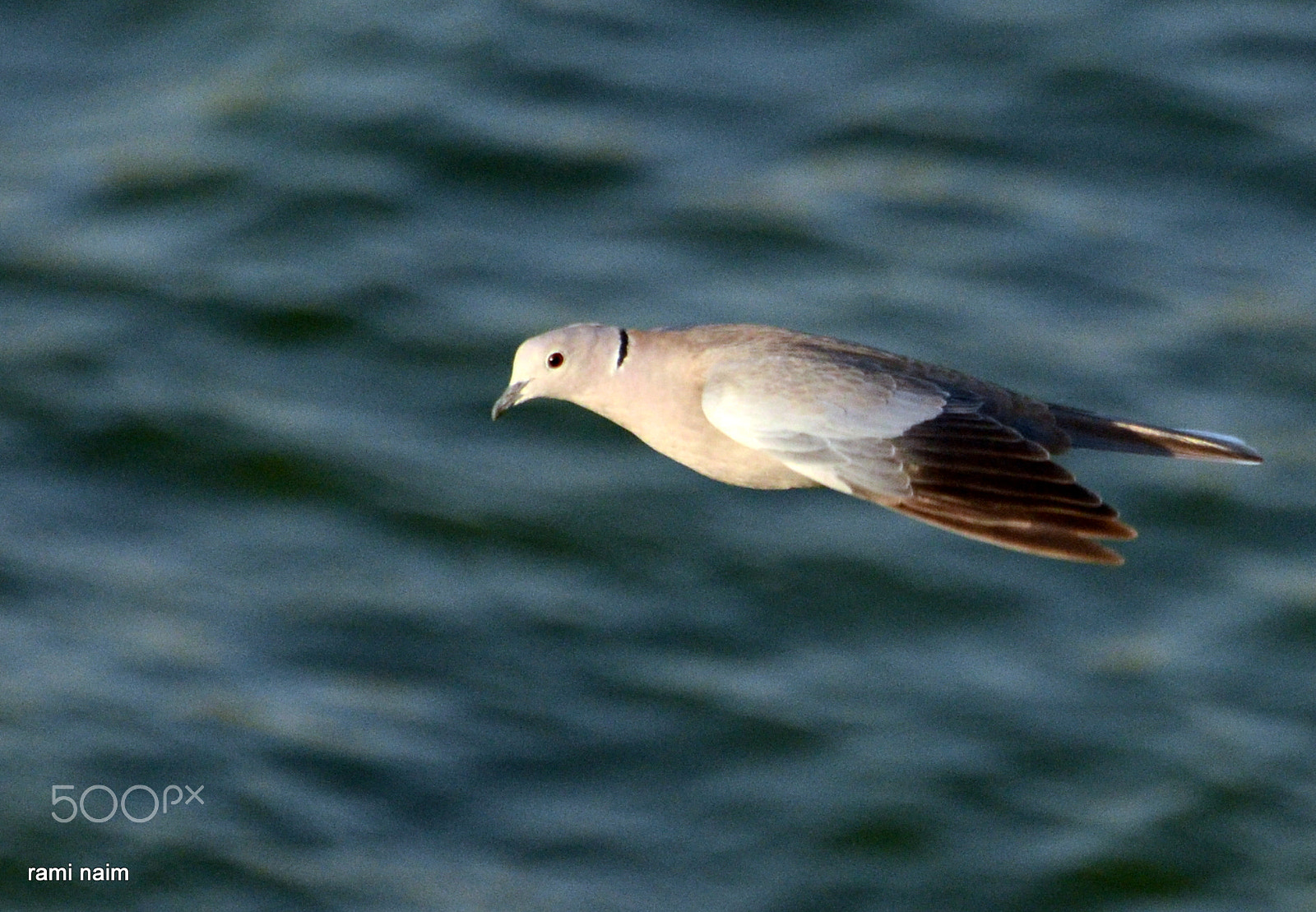 Sigma 70-300mm F4-5.6 APO Macro Super II sample photo. Animals photography