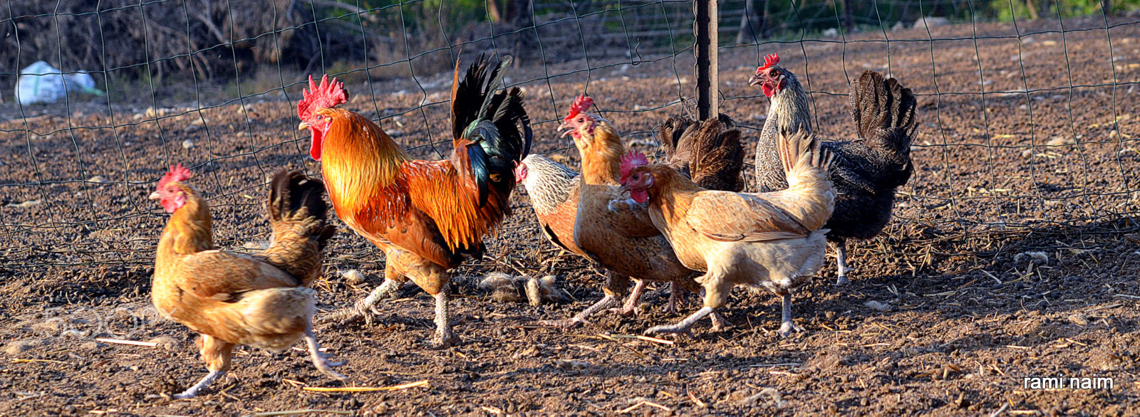 Sigma 70-300mm F4-5.6 APO Macro Super II sample photo. Animals photography