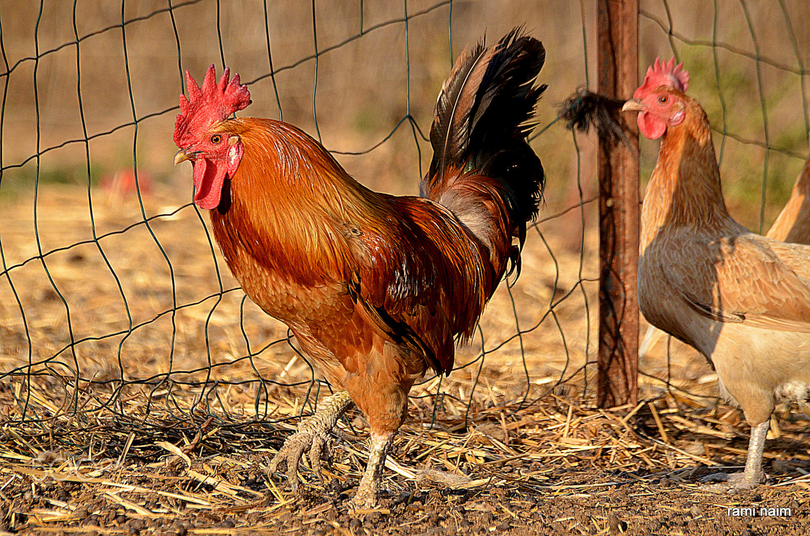 Sigma 70-300mm F4-5.6 APO Macro Super II sample photo. Animals photography