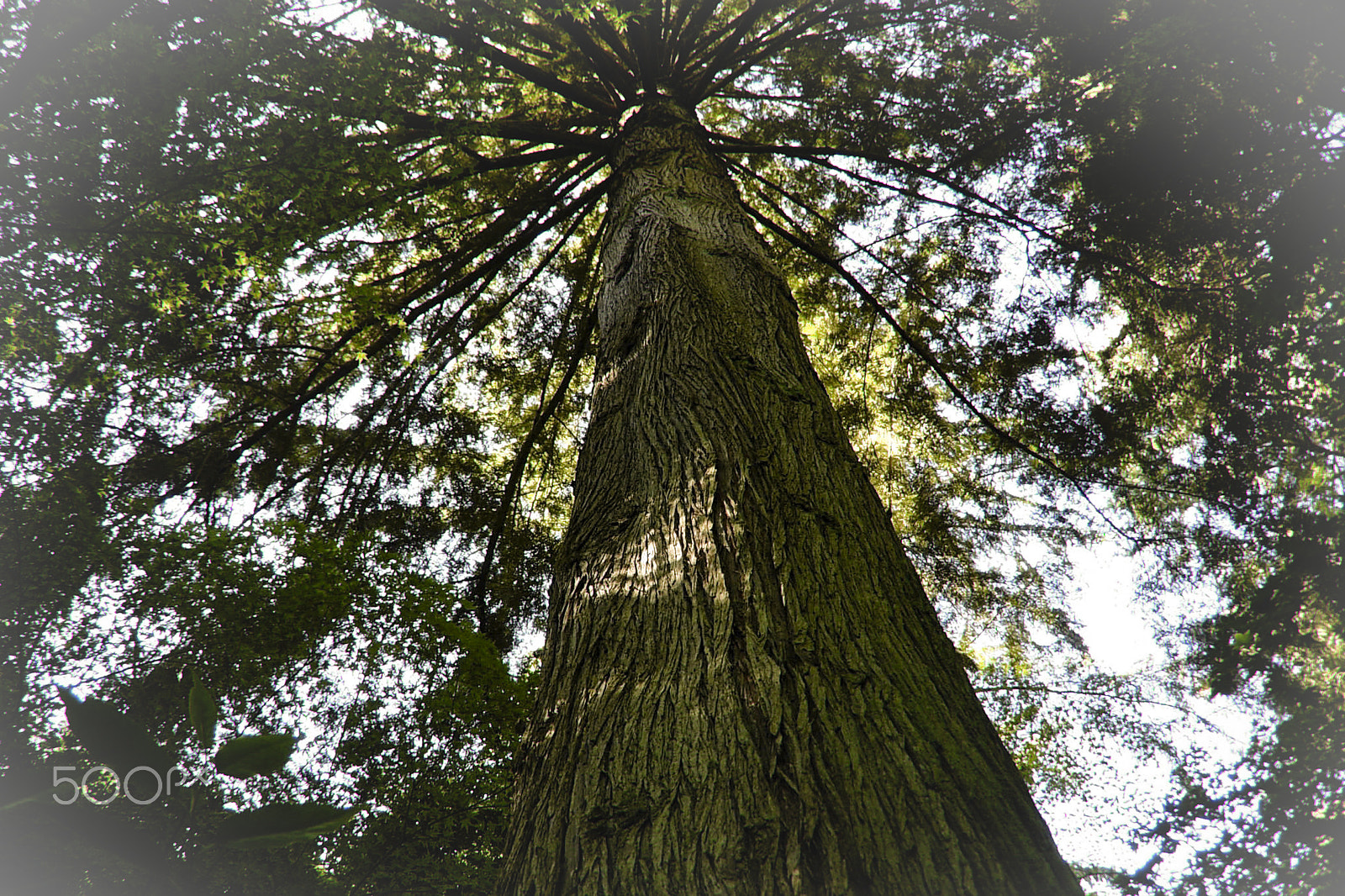 Nikon COOLPIX P4 sample photo. Redwood canopy photography