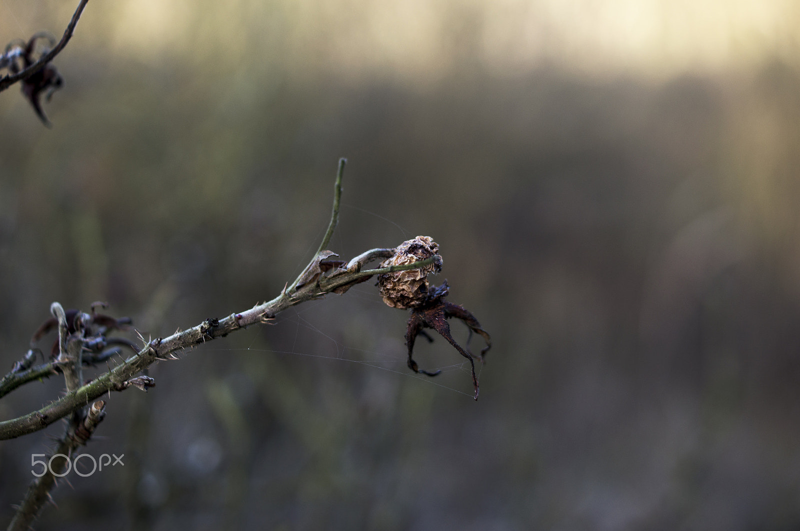 Sony Alpha DSLR-A580 + Sony DT 35mm F1.8 SAM sample photo. Rosehip photography