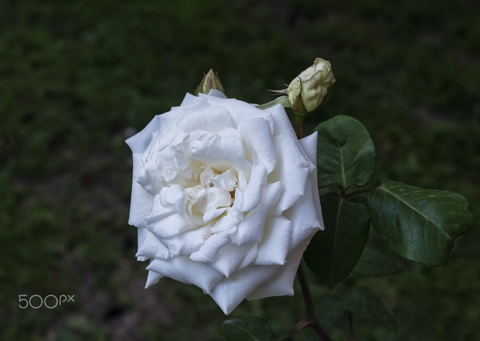 Nikon D800E + AF Micro-Nikkor 55mm f/2.8 sample photo. White rose photography