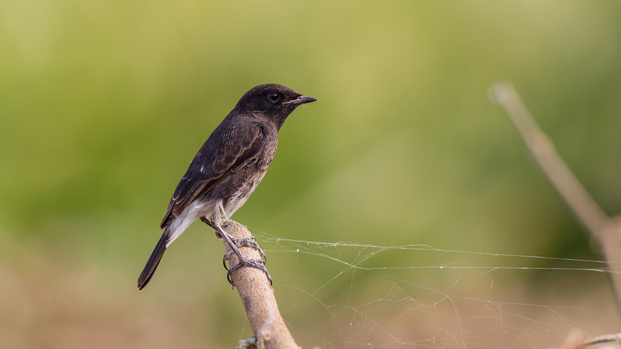 Canon EOS-1D Mark IV + Canon EF 400mm F5.6L USM sample photo. Pied bush chat photography