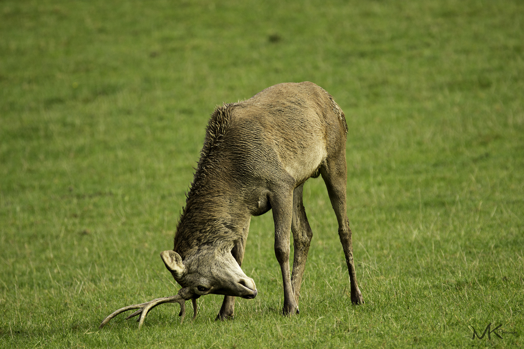 Sigma 150-600mm F5-6.3 DG OS HSM | C sample photo. Confused photography