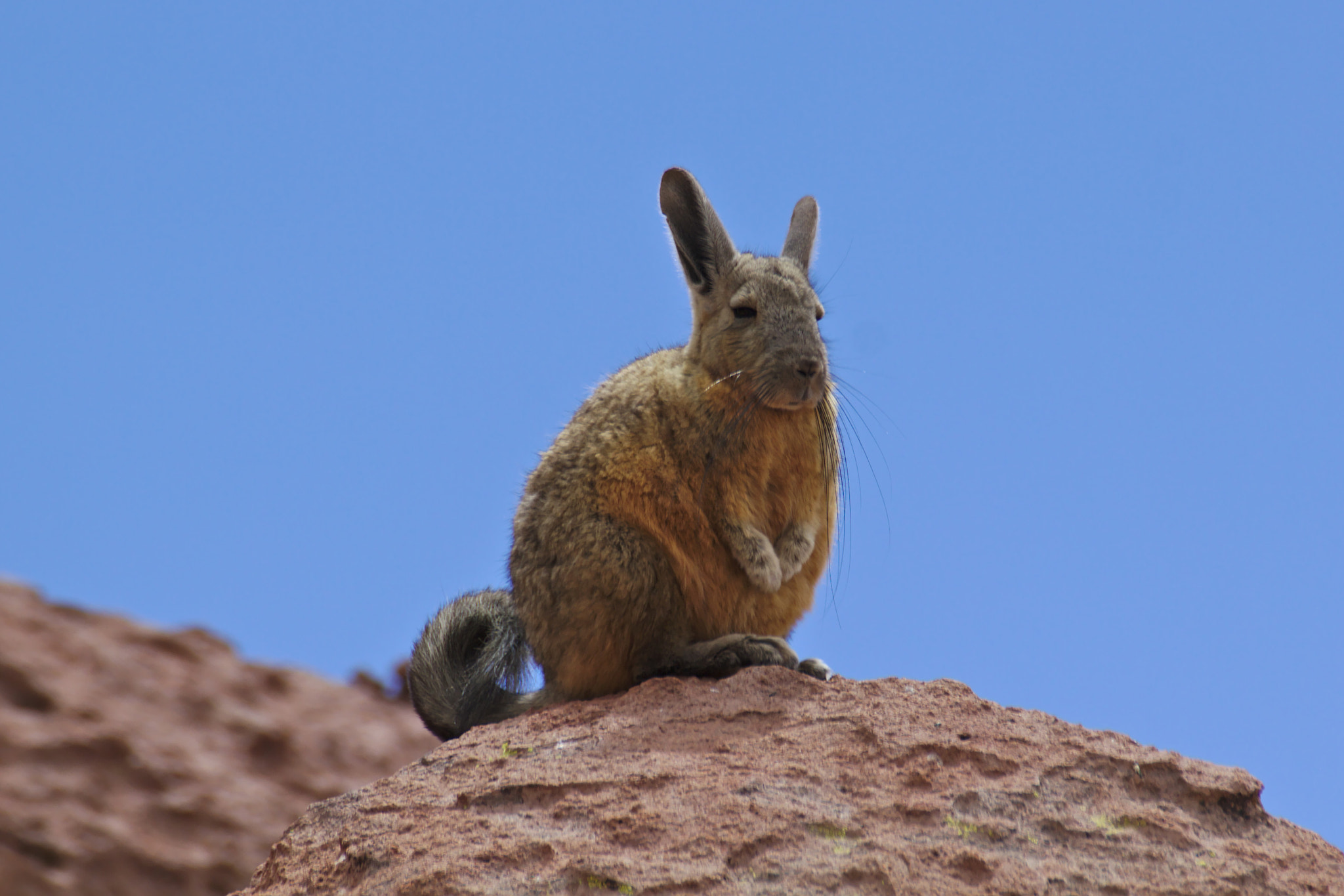 Canon EOS 550D (EOS Rebel T2i / EOS Kiss X4) + Tamron SP 70-300mm F4-5.6 Di VC USD sample photo. Southern viscacha photography