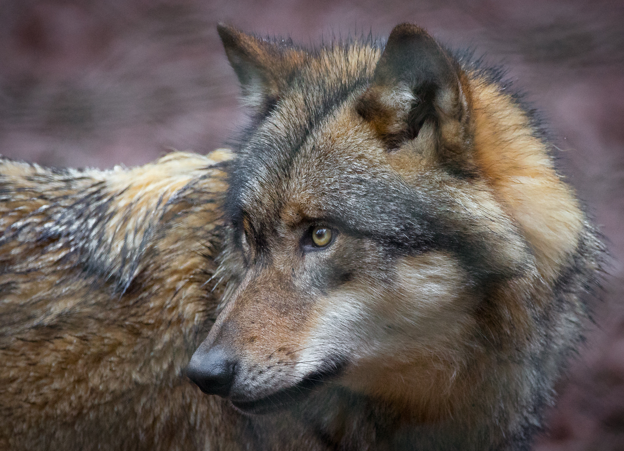 Sigma 150-600mm F5-6.3 DG OS HSM | C sample photo. -intense- photography