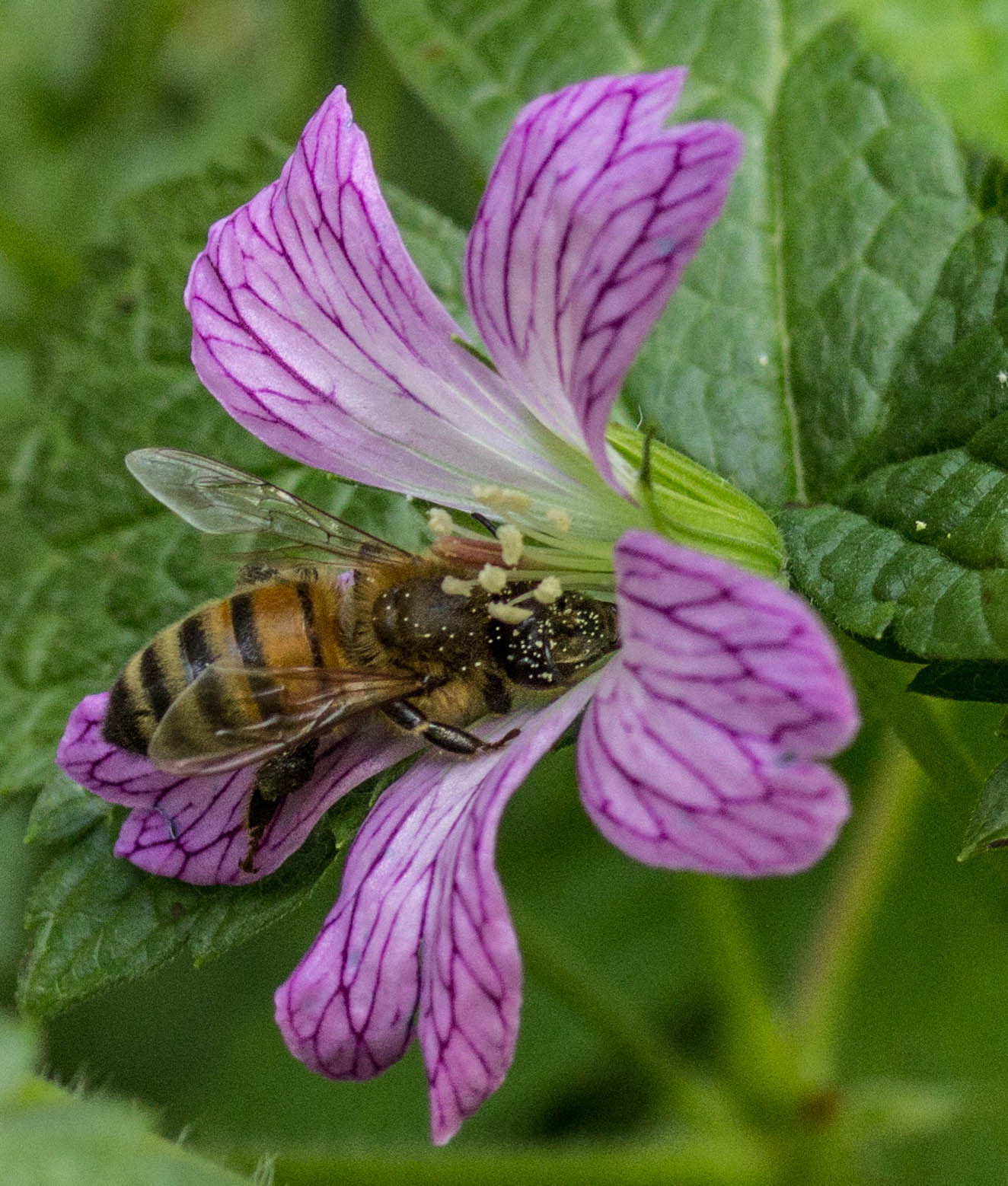 Canon EF 35-70mm f/3.5-4.5 sample photo. Bee bee photography