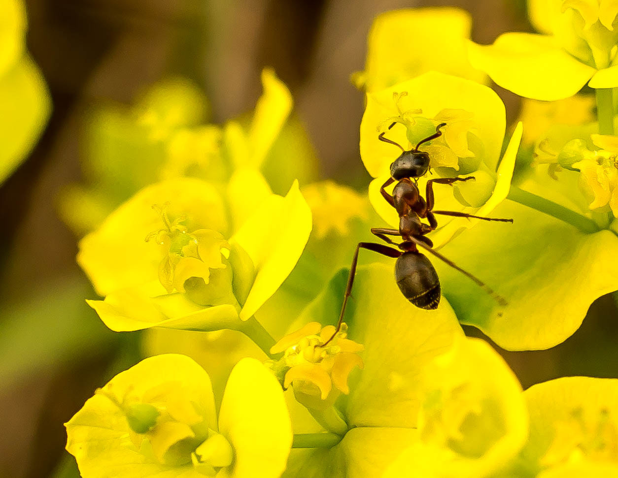 Nikon D800 + Sigma 50mm F2.8 EX DG Macro sample photo. Ants world photography