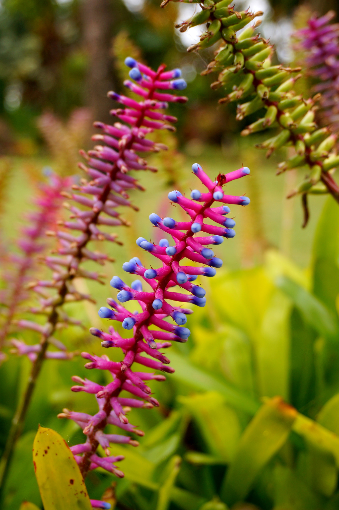 Sony Alpha NEX-5R + Sony E 18-50mm F4-5.6 sample photo. Colourful madeira photography