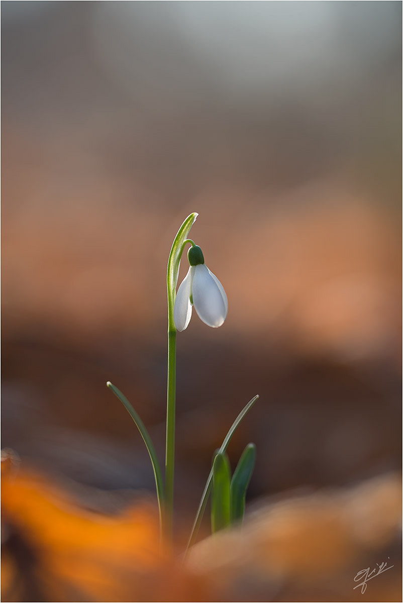 Sigma 150mm F2.8 EX DG OS Macro HSM sample photo. Snowdrop 2016 photography