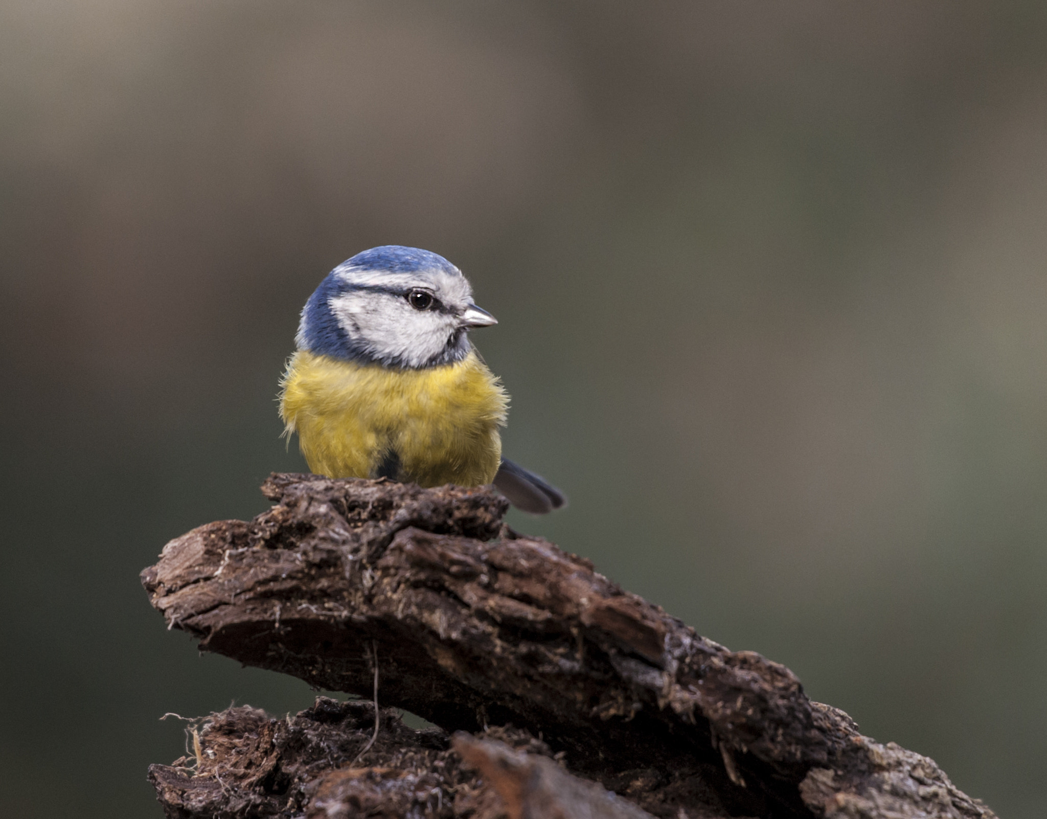 Sigma 50-500mm F4.5-6.3 DG OS HSM sample photo. Hererillo photography