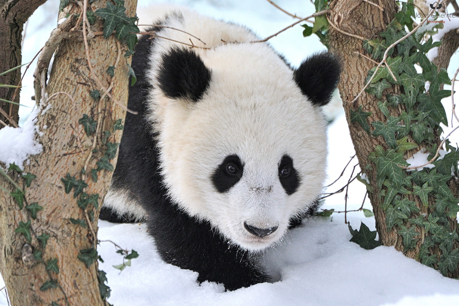 Nikon D3S sample photo. Winter panda photography
