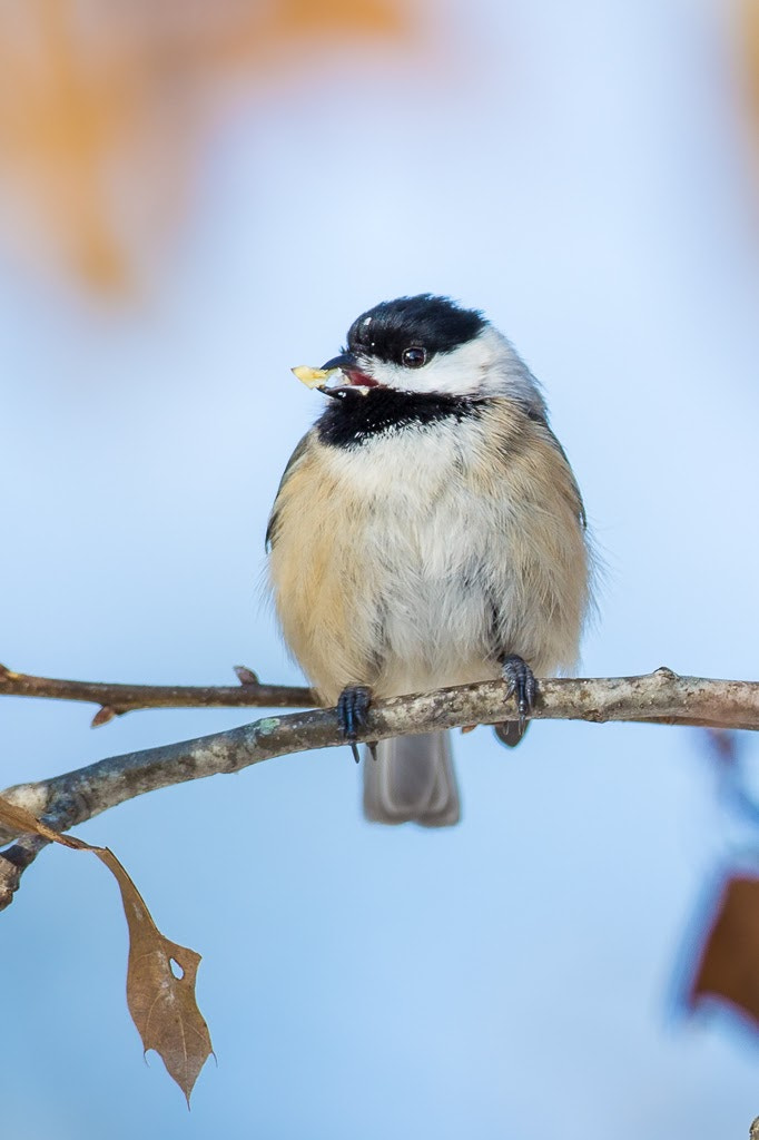 Canon EOS 6D + Canon EF 500mm F4L IS USM sample photo. Carolina chickadee photography