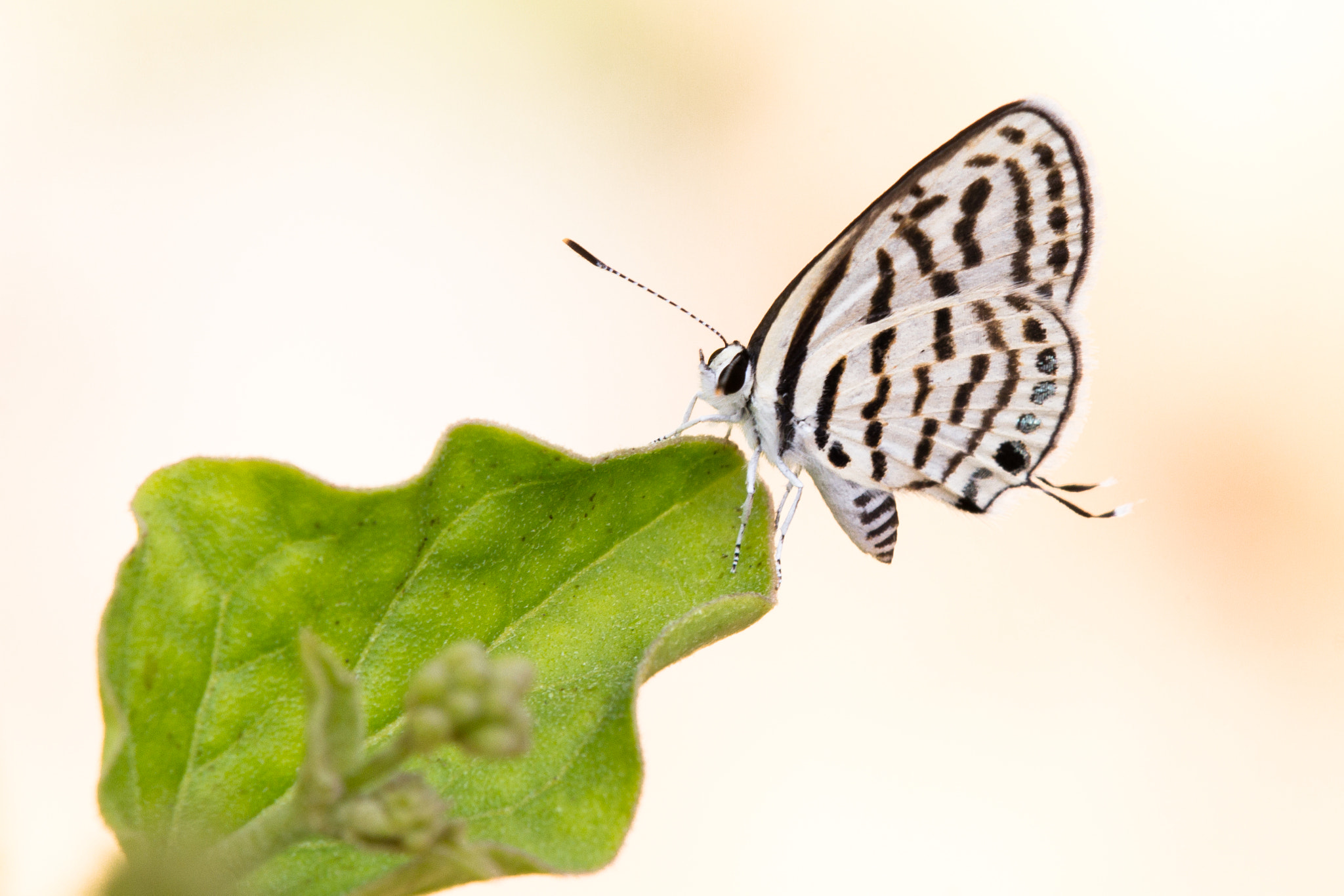 Tamron SP AF 180mm F3.5 Di LD (IF) Macro sample photo. Butterfly photography