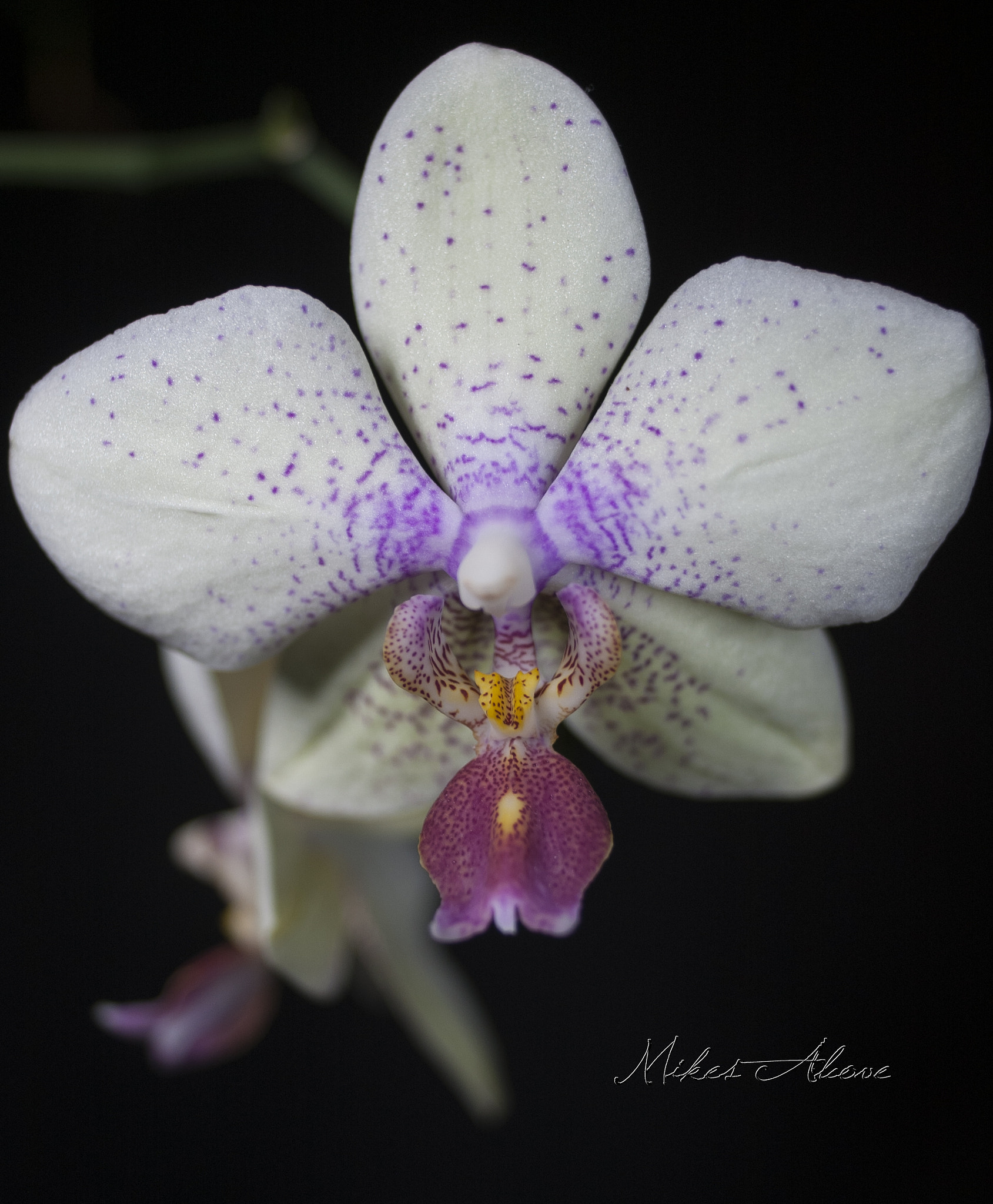 Pentax K110D sample photo. Orchid photography