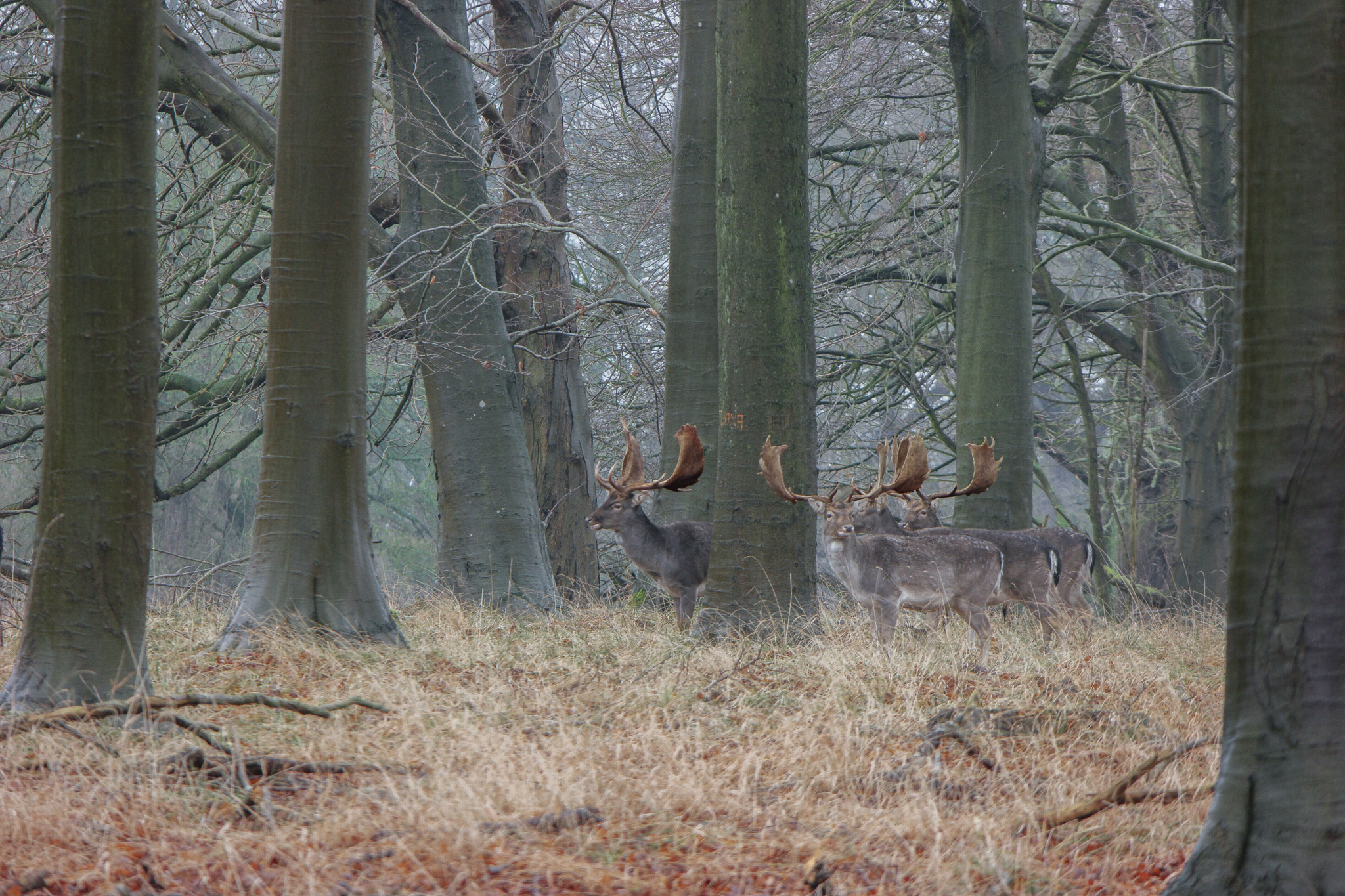 Samsung NX500 + NX 50-200mm F4-5.6 sample photo. The royal deer photography