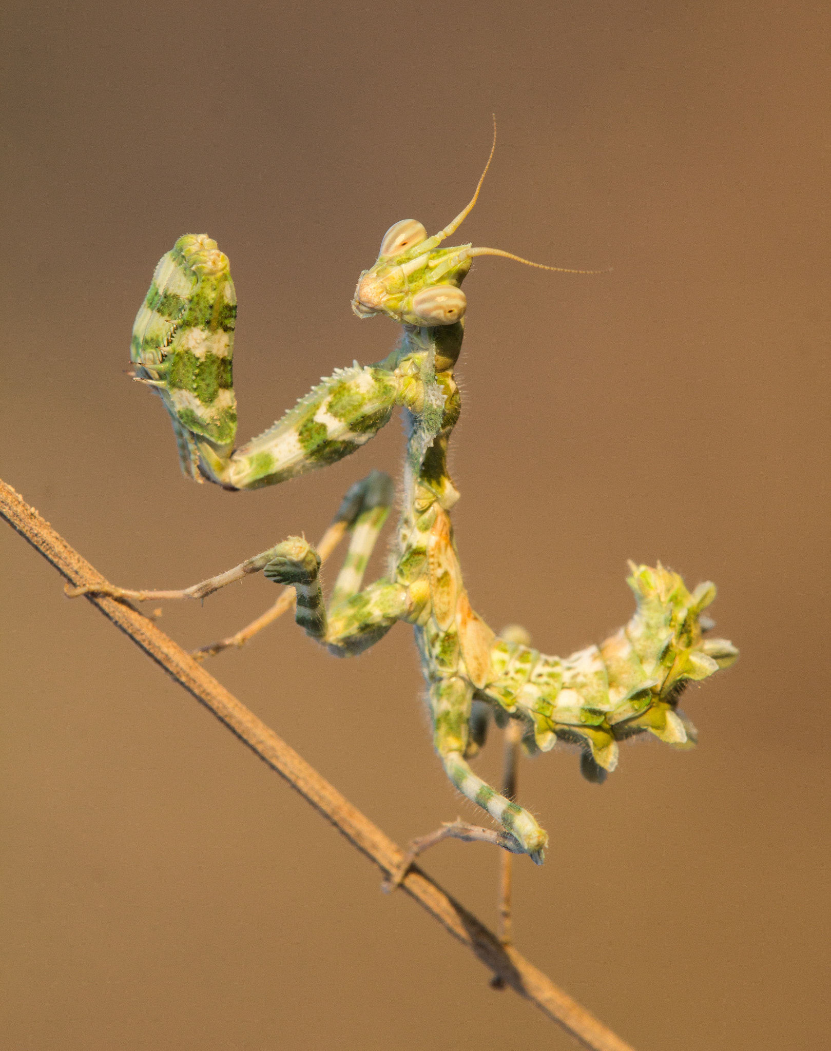 Tamron SP AF 180mm F3.5 Di LD (IF) Macro sample photo. Mantis photography