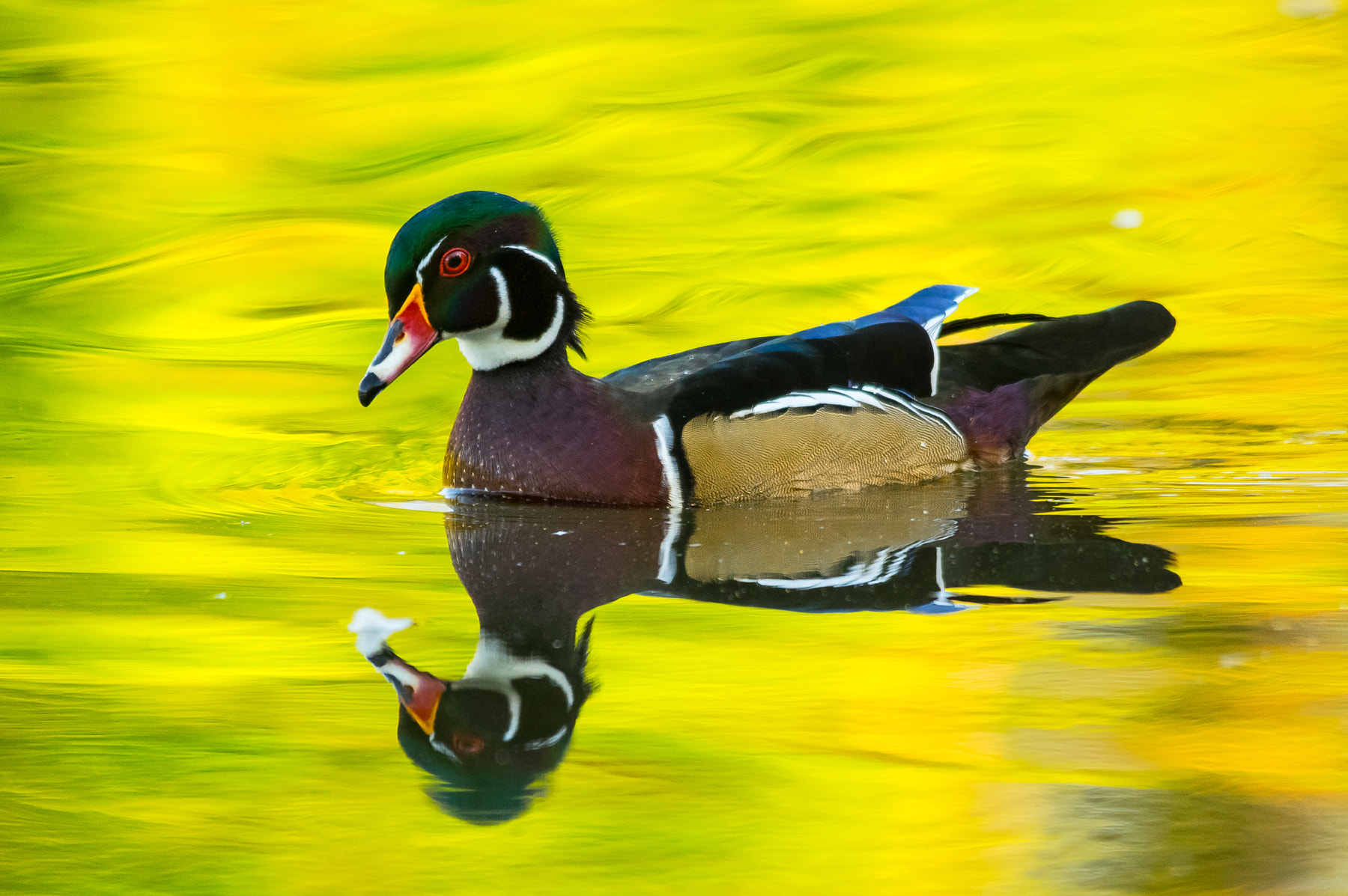 Sigma 150-500mm F5-6.3 DG OS HSM sample photo. Canard branchu, wood duck photography