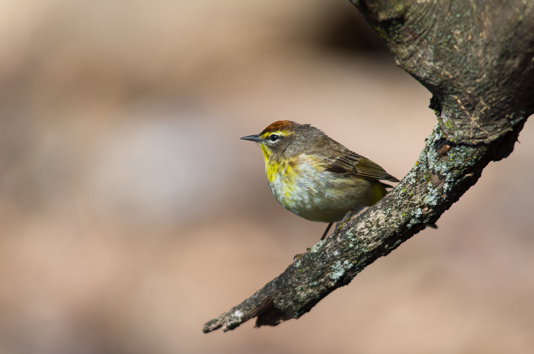 Pentax K-30 + Sigma 150-500mm F5-6.3 DG OS HSM sample photo. Palm warbler photography