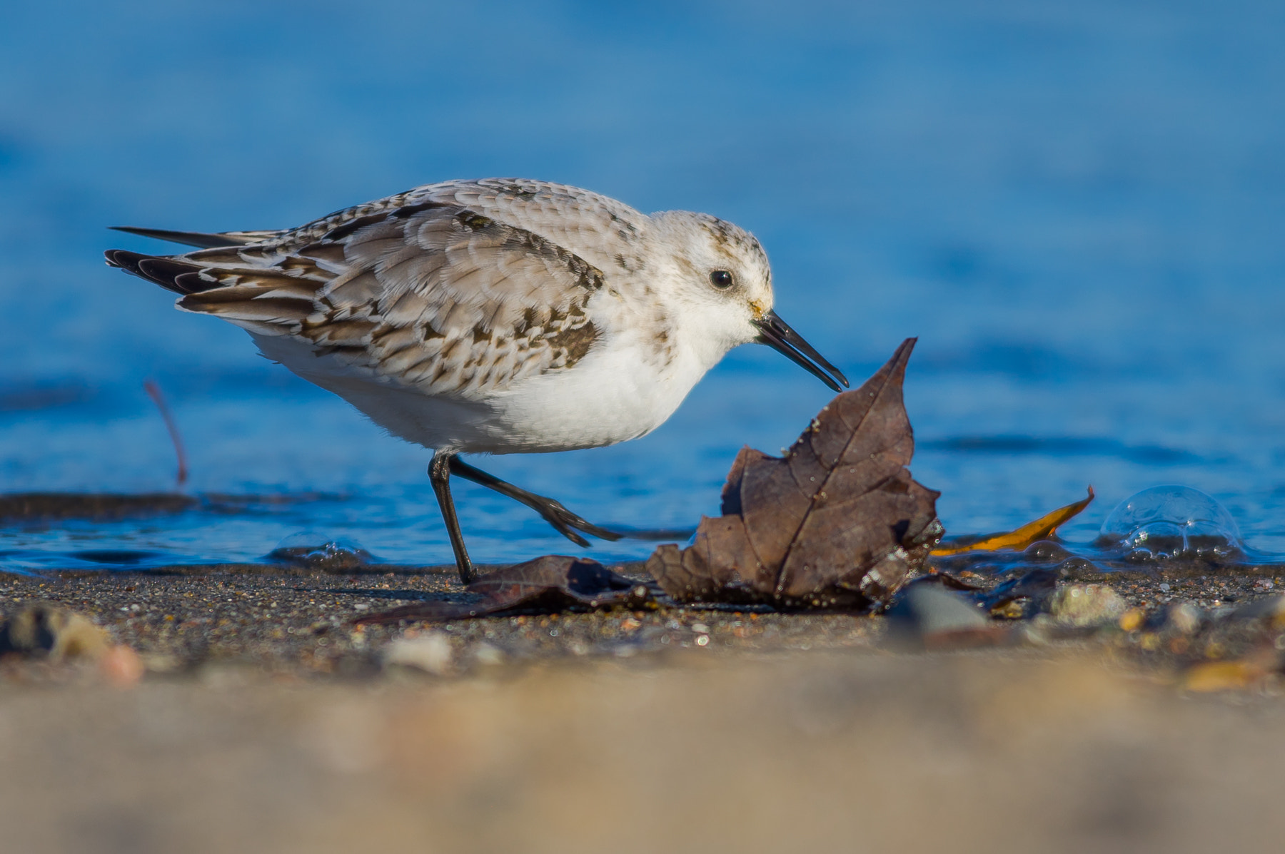Sigma 150-500mm F5-6.3 DG OS HSM sample photo. Sandpiper photography