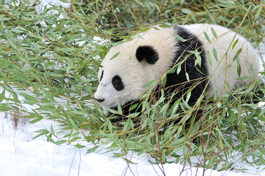 Nikon D3S sample photo. Panda snow bamboo world photography