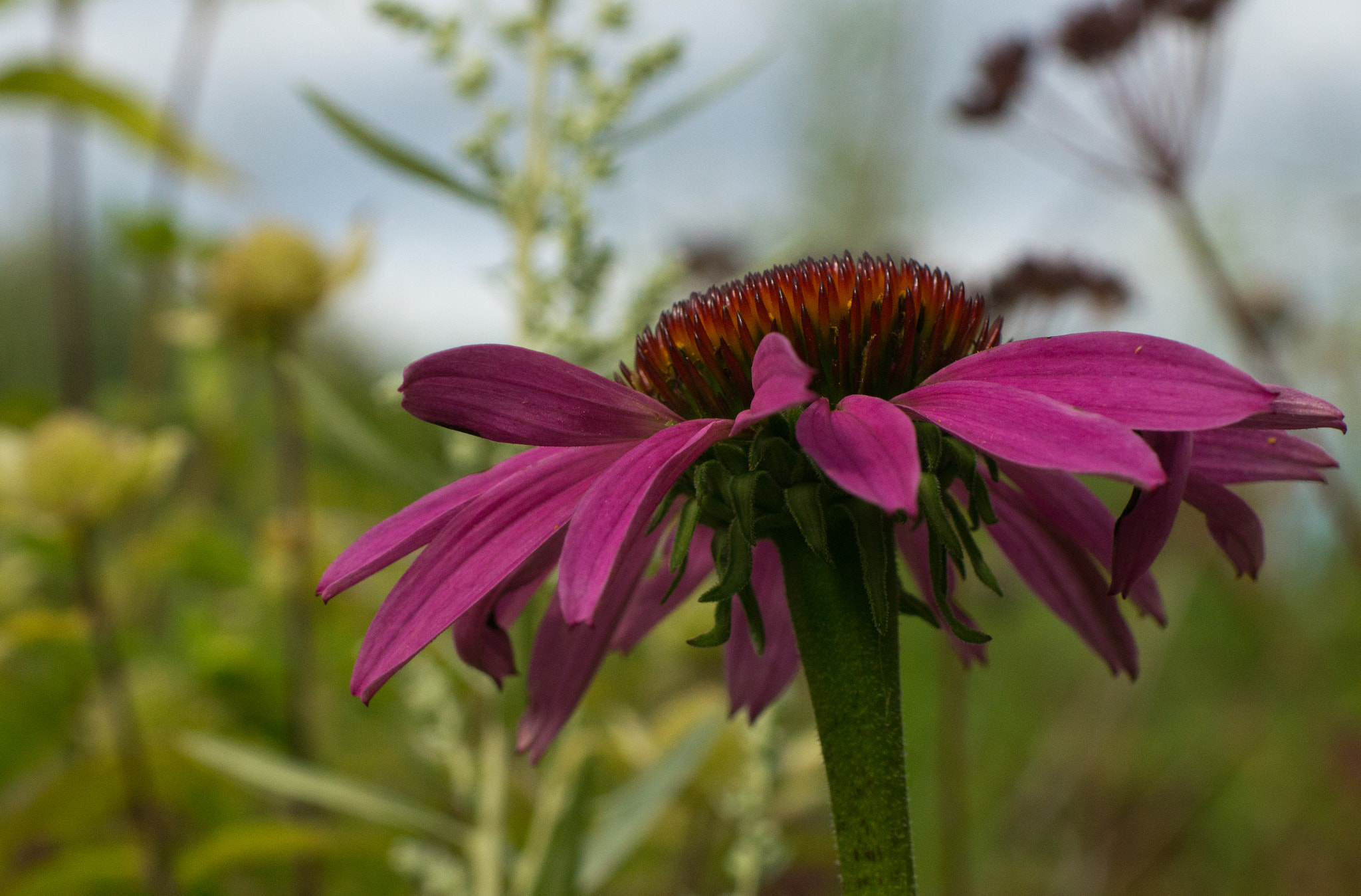 Sony SLT-A57 + Sigma 30mm F1.4 EX DC HSM sample photo. Cone flower photography