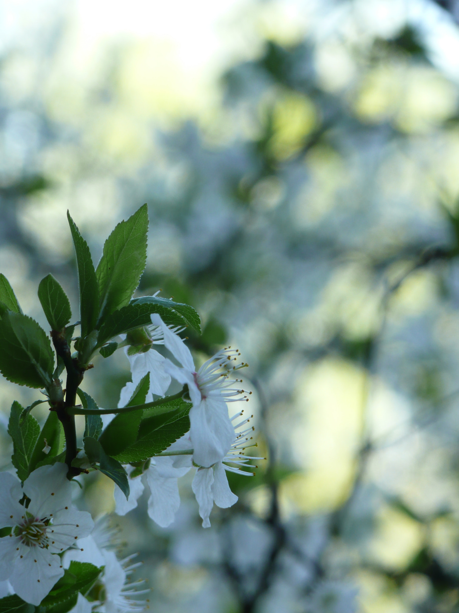 Panasonic DMC-TZ2 sample photo. Flower photography