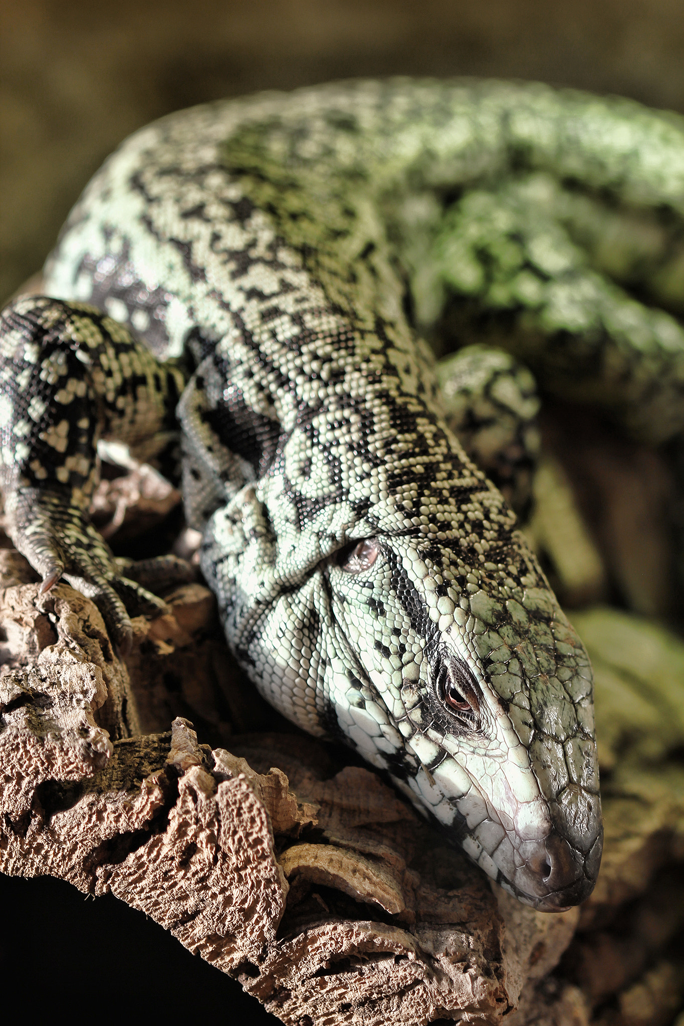 Canon EOS 550D (EOS Rebel T2i / EOS Kiss X4) + Canon EF 100mm F2.8 Macro USM sample photo. Lizard photography