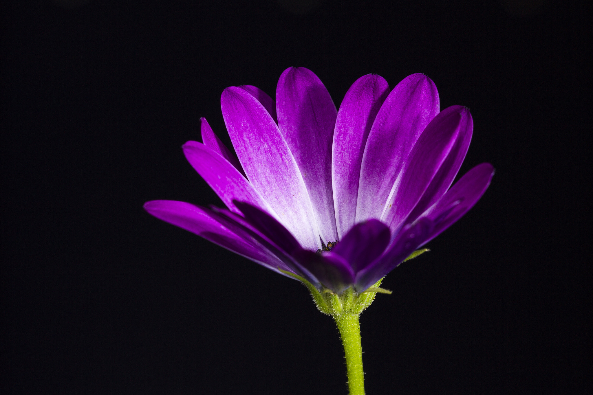 Sigma 105mm F2.8 EX DG OS HSM sample photo. Mars without venus ^^ photography