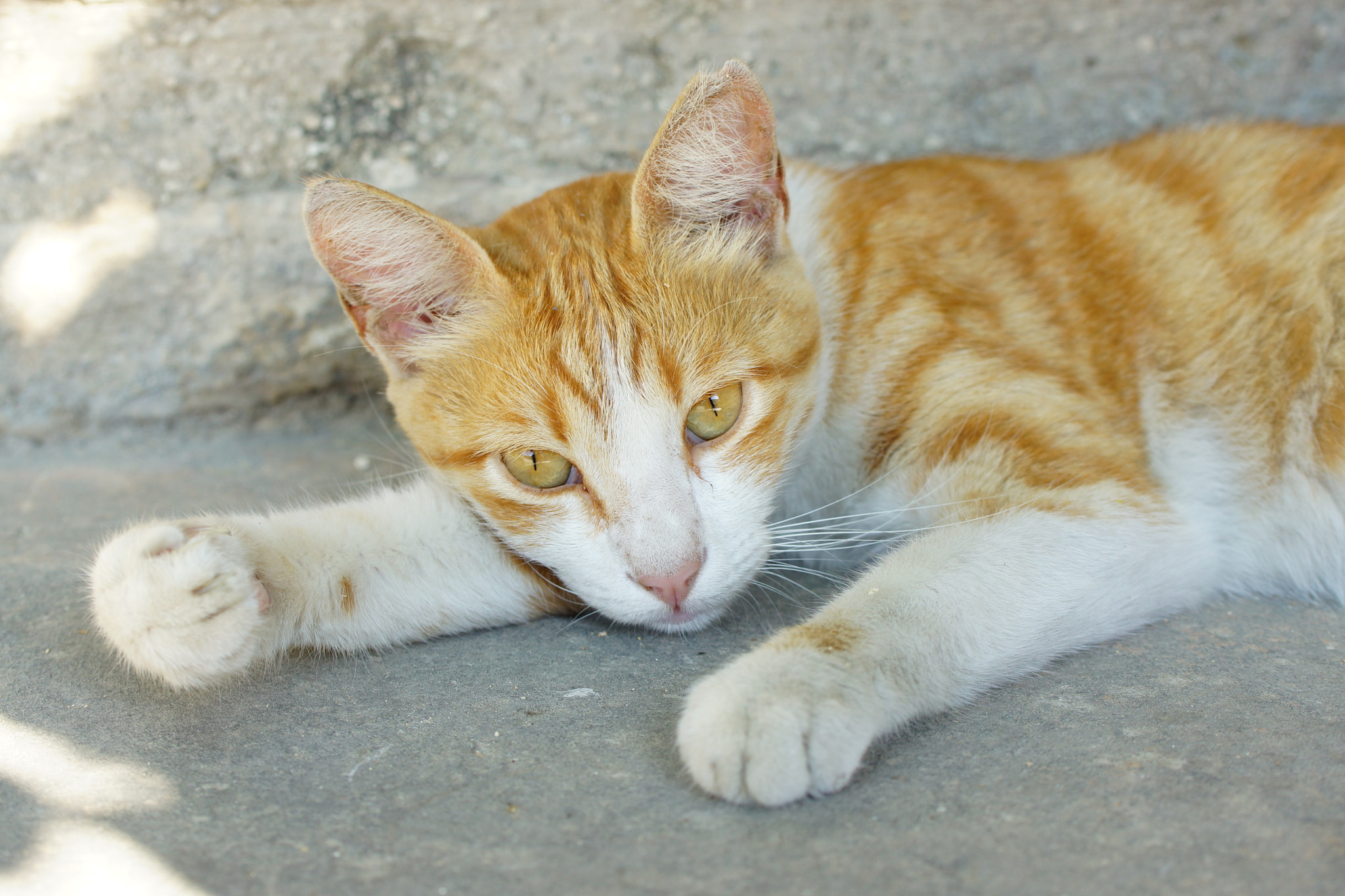Sony SLT-A77 + Tamron Lens (255) sample photo. Resting cat photography