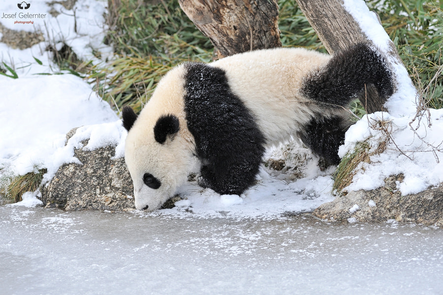 Nikon D3S sample photo. Frozen lake panda photography