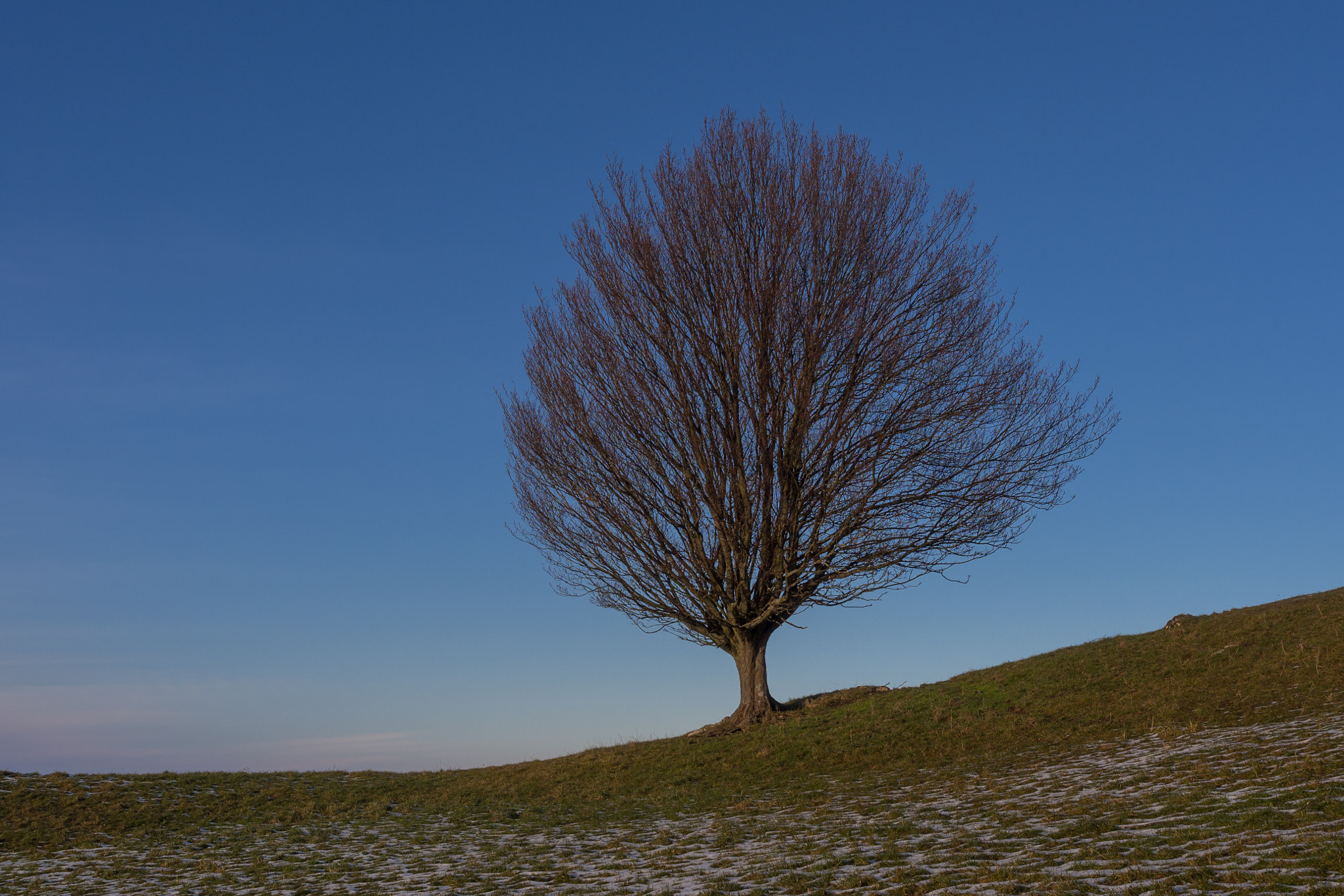 Olympus Zuiko Digital ED 12-60mm F2.8-4.0 SWD sample photo. The sky - the earth --the tree photography