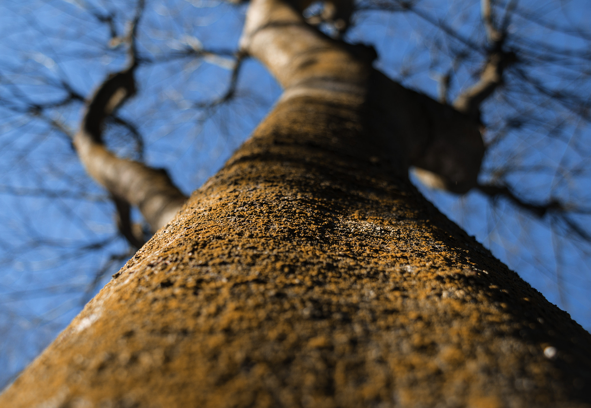 Sony DT 18-70mm F3.5-5.6 sample photo. Tree photography